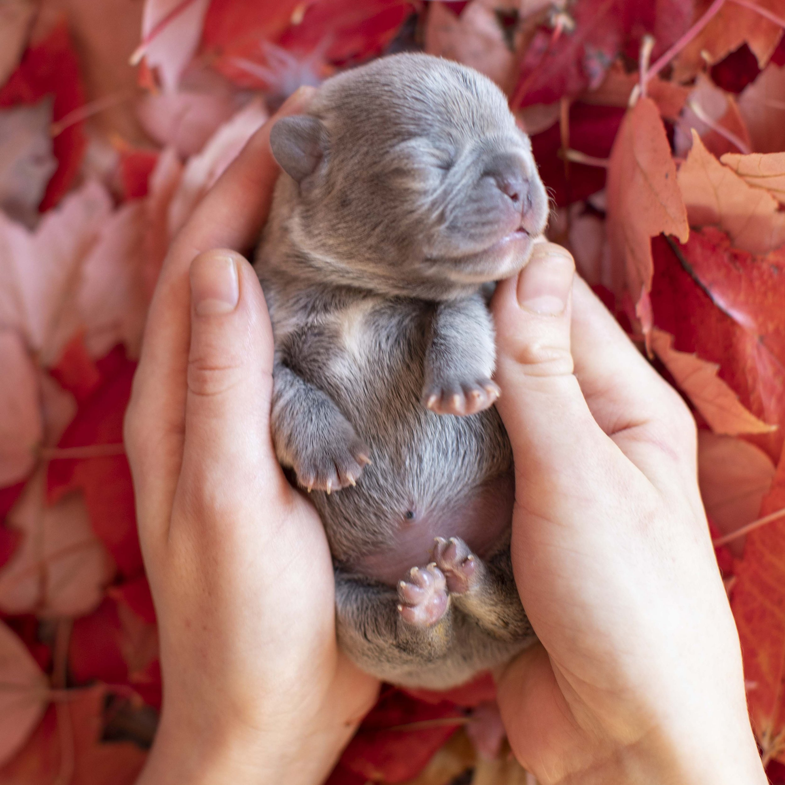 Newborn Lilac French Bulldog