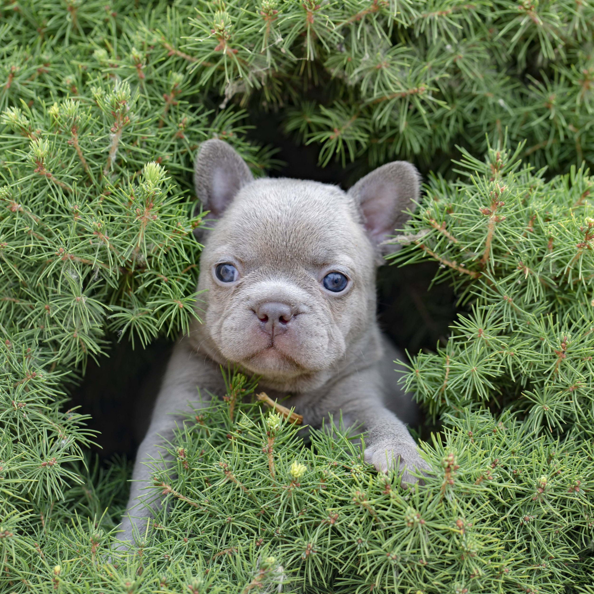 Lilac French Bulldog