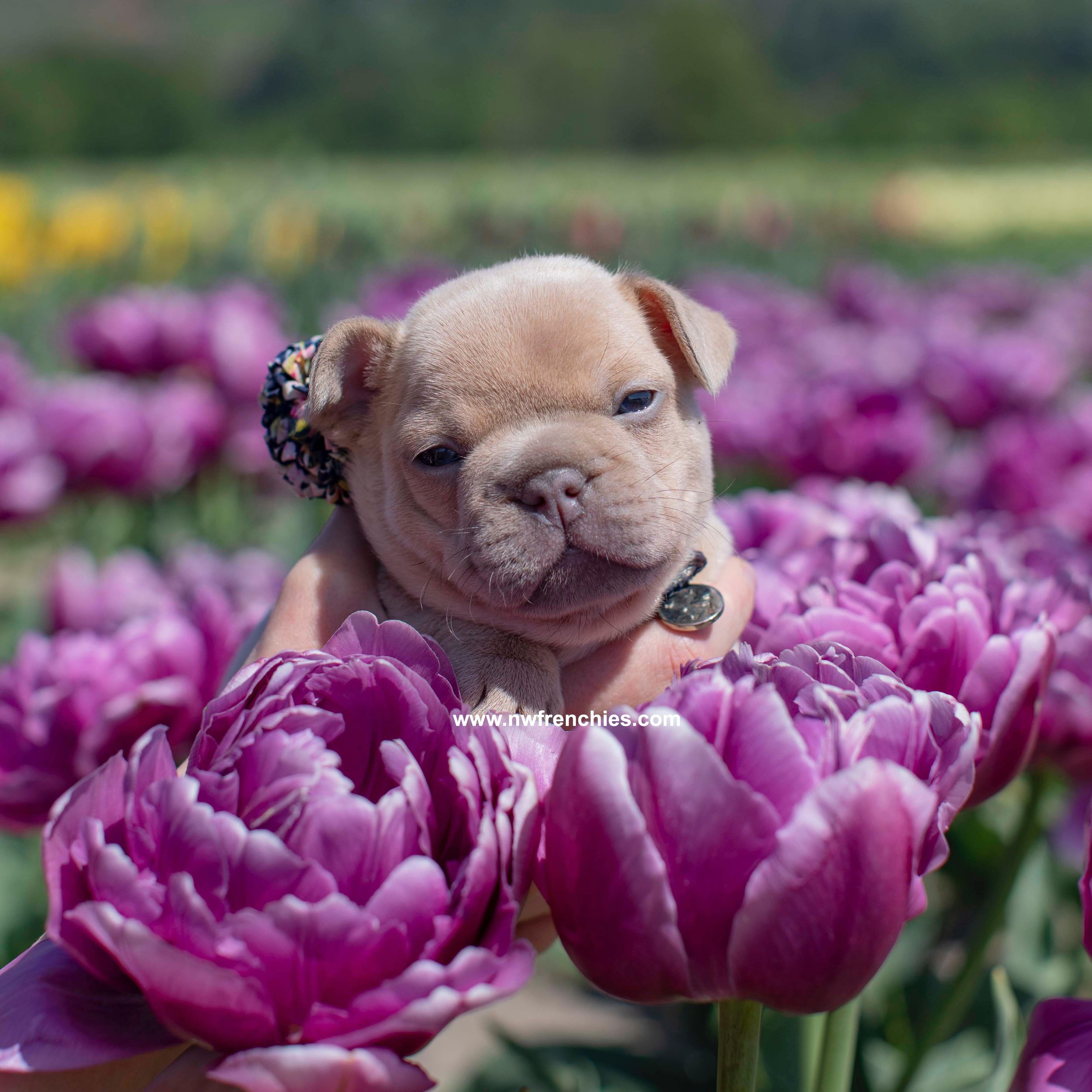 Golden Lilac fawn French Bulldog