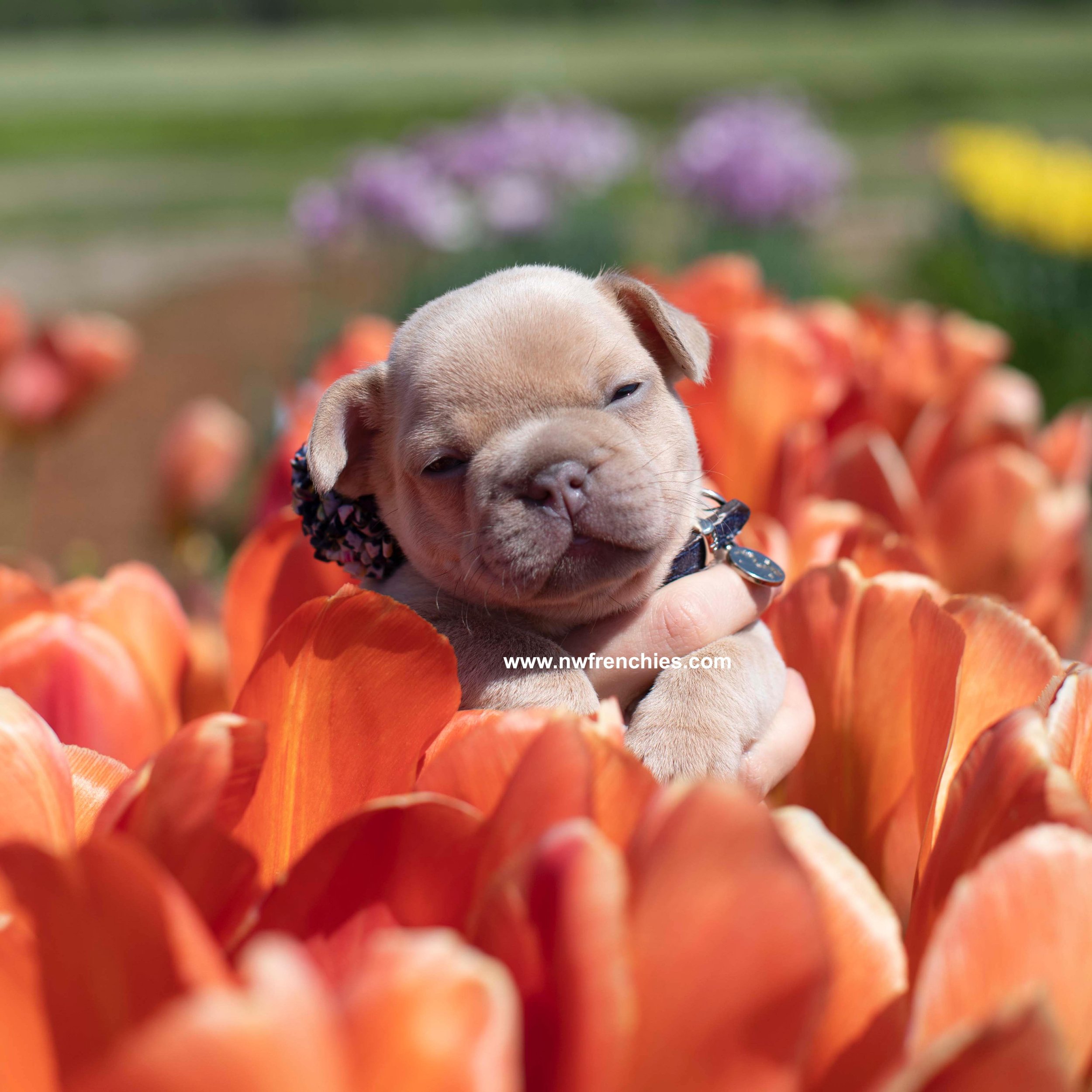 Golden Lilac Fawn French Bulldog