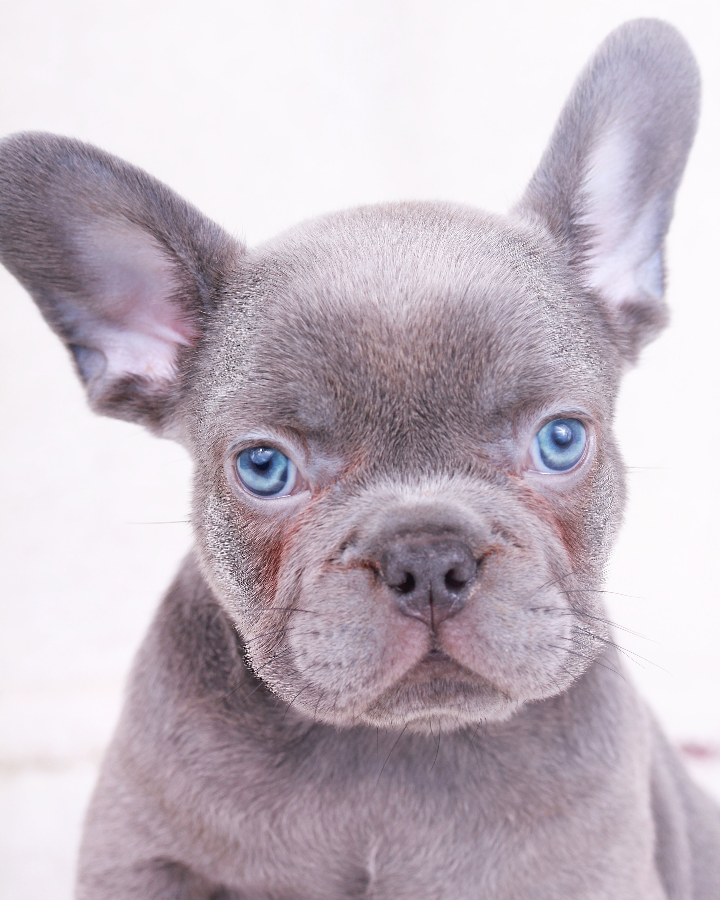 Blue Eyed Lilac French Bulldog