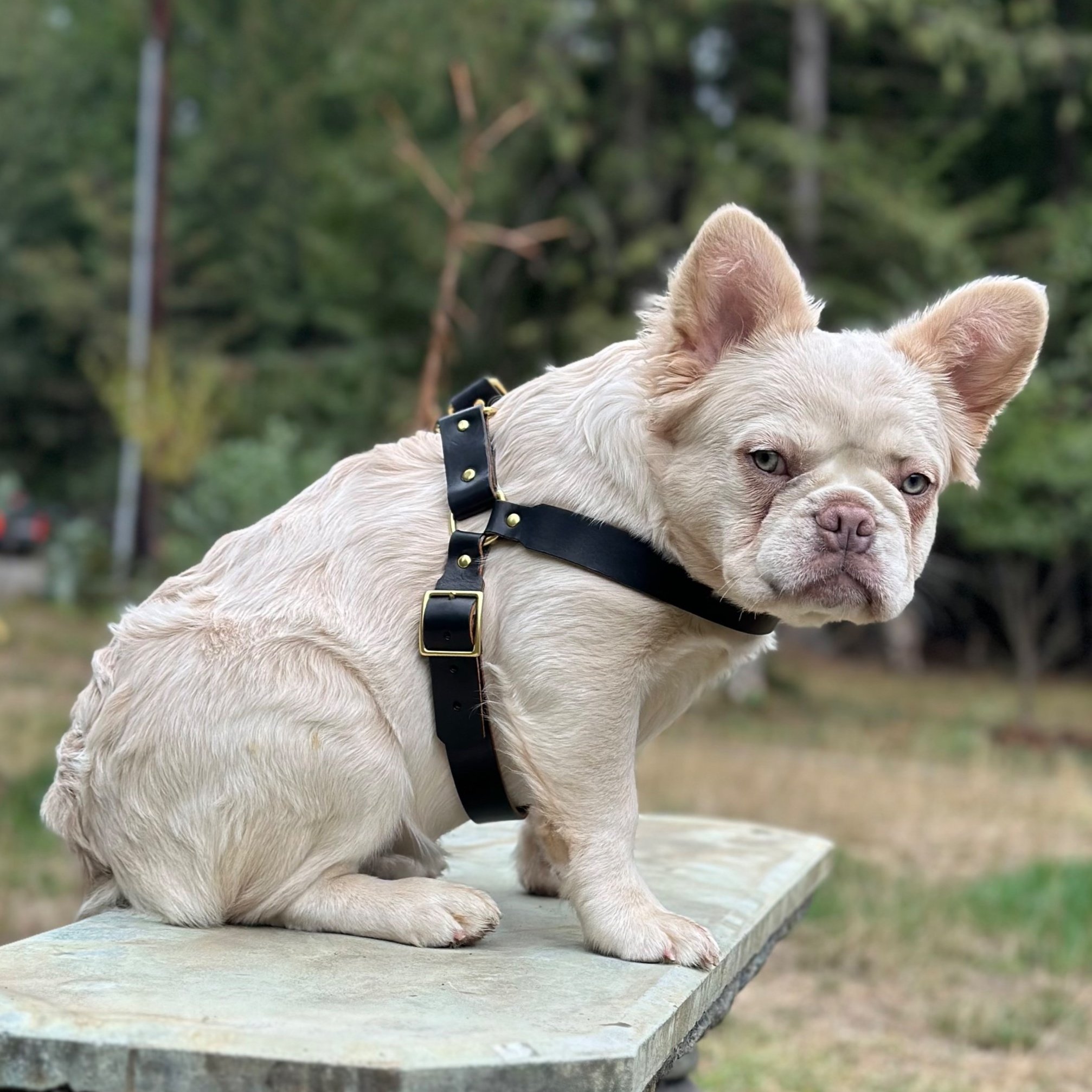 Huckleberry Harness and Leash