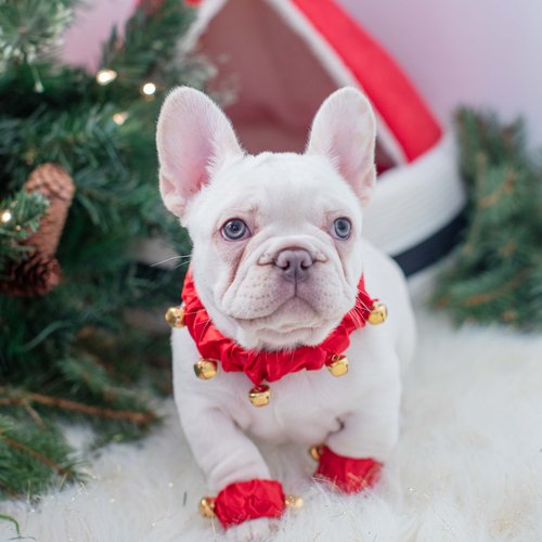 French Bulldog Puppies for Sale in Washington State- Availabull Page ...
