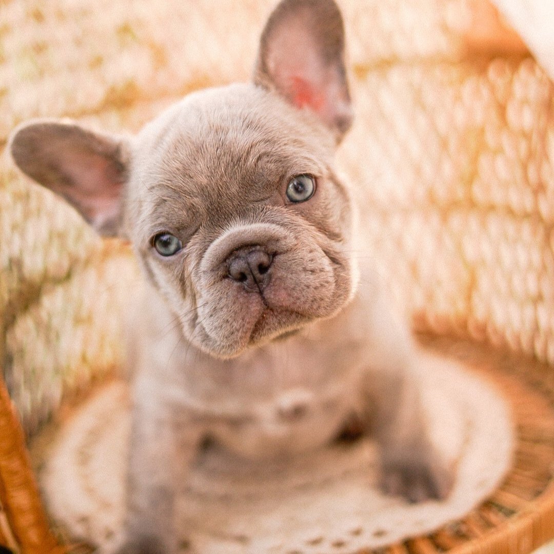 I am a cute French Bulldog puppy, looking for a home on