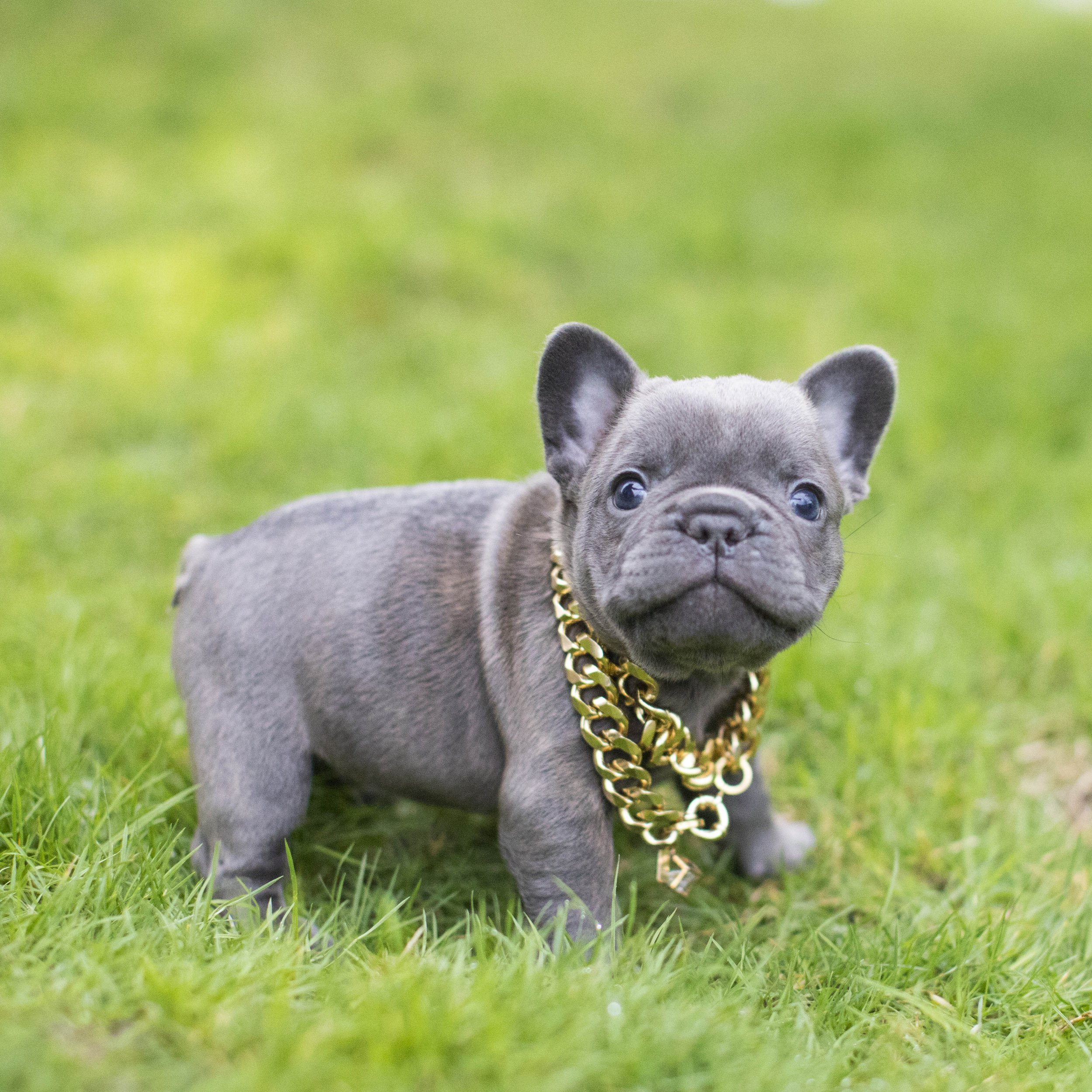 French Bulldog Grey