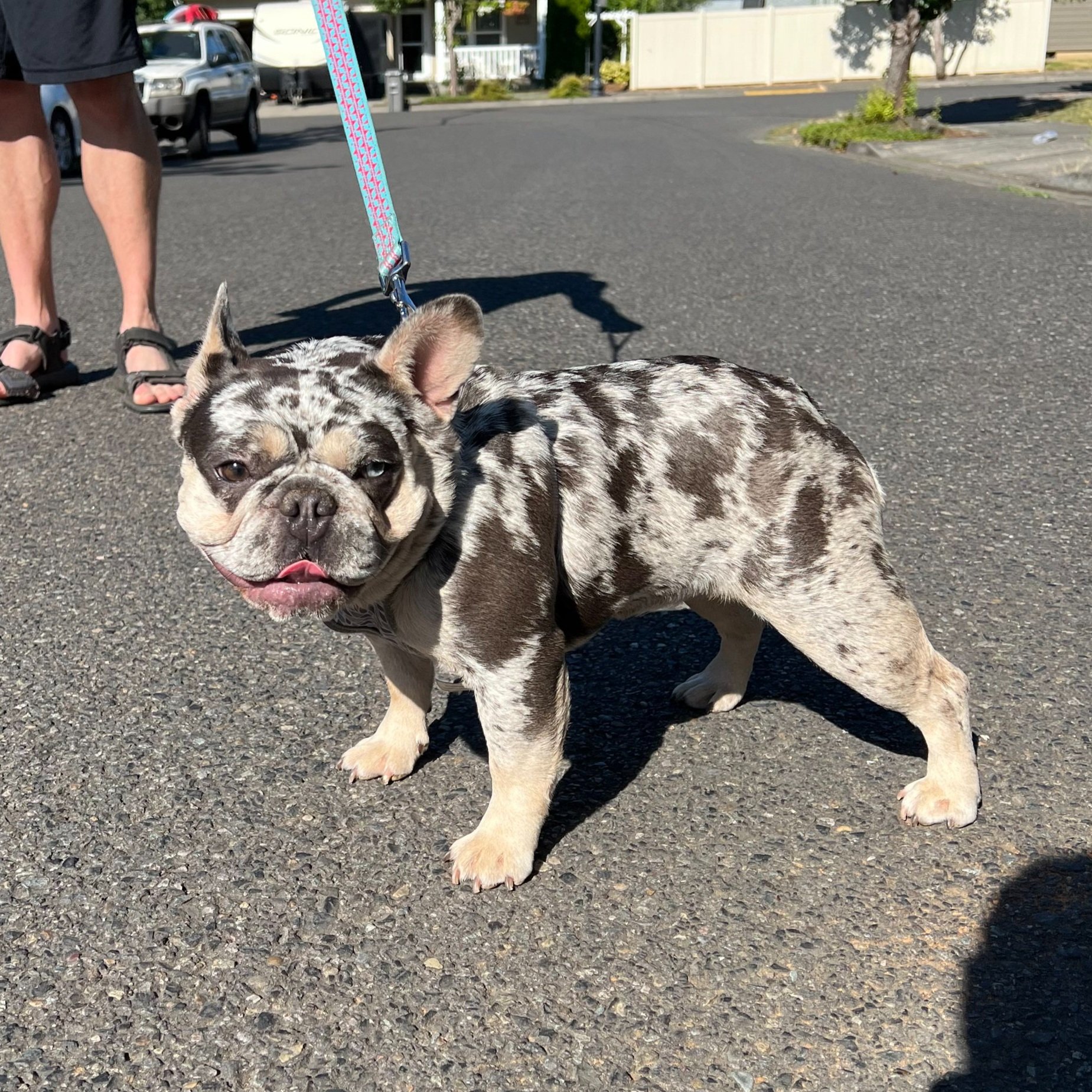 Reverse Merle French Bulldog: Unlocking the Secrets of This Rare Coat ...