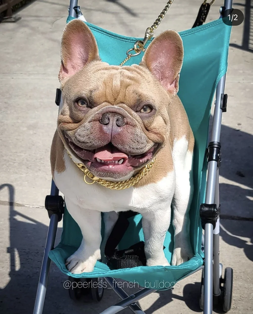 French Bulldog Coat Colors in Depth NW Frenchies — Northwest Frenchies