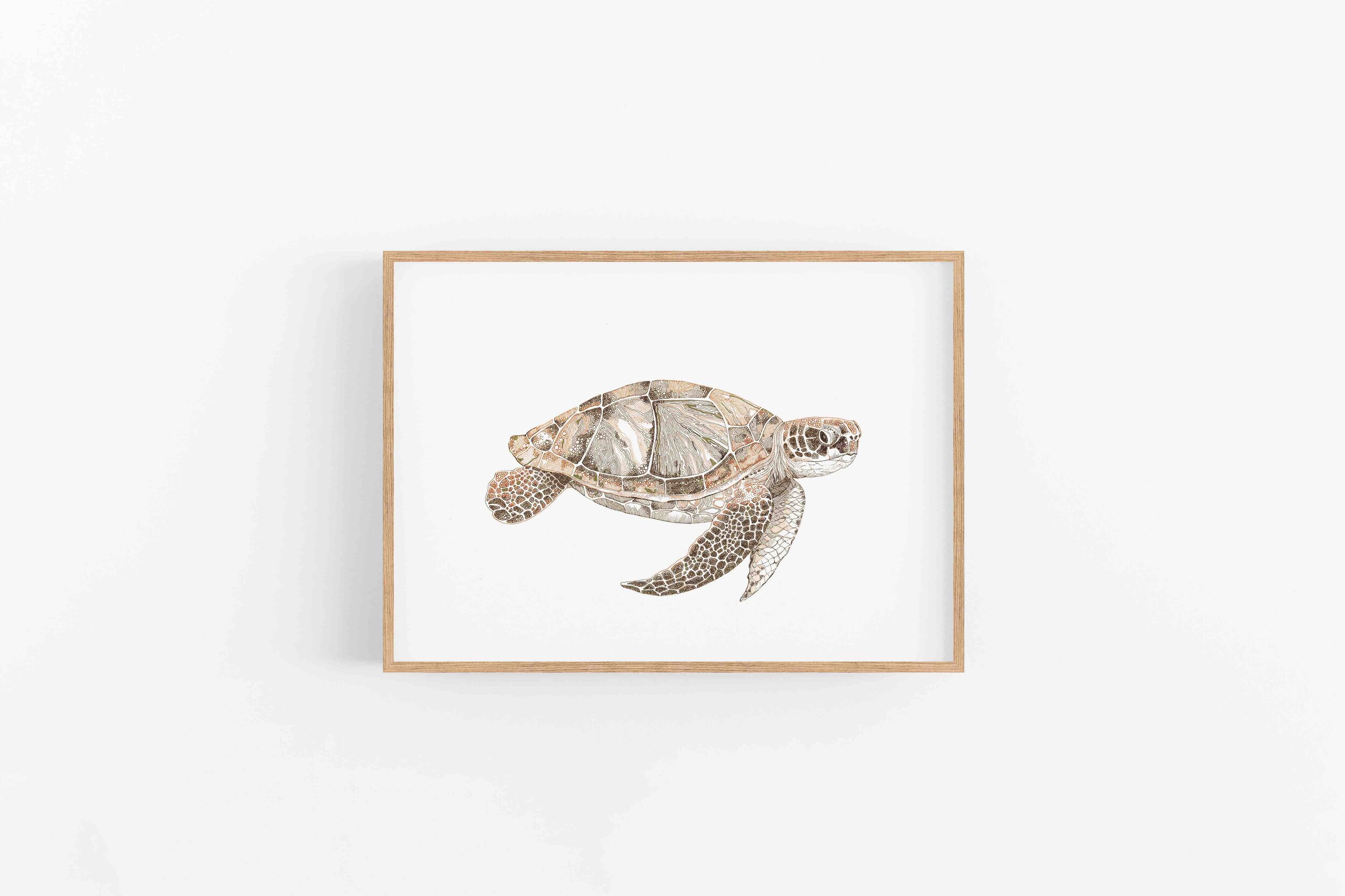 turtle.jpg