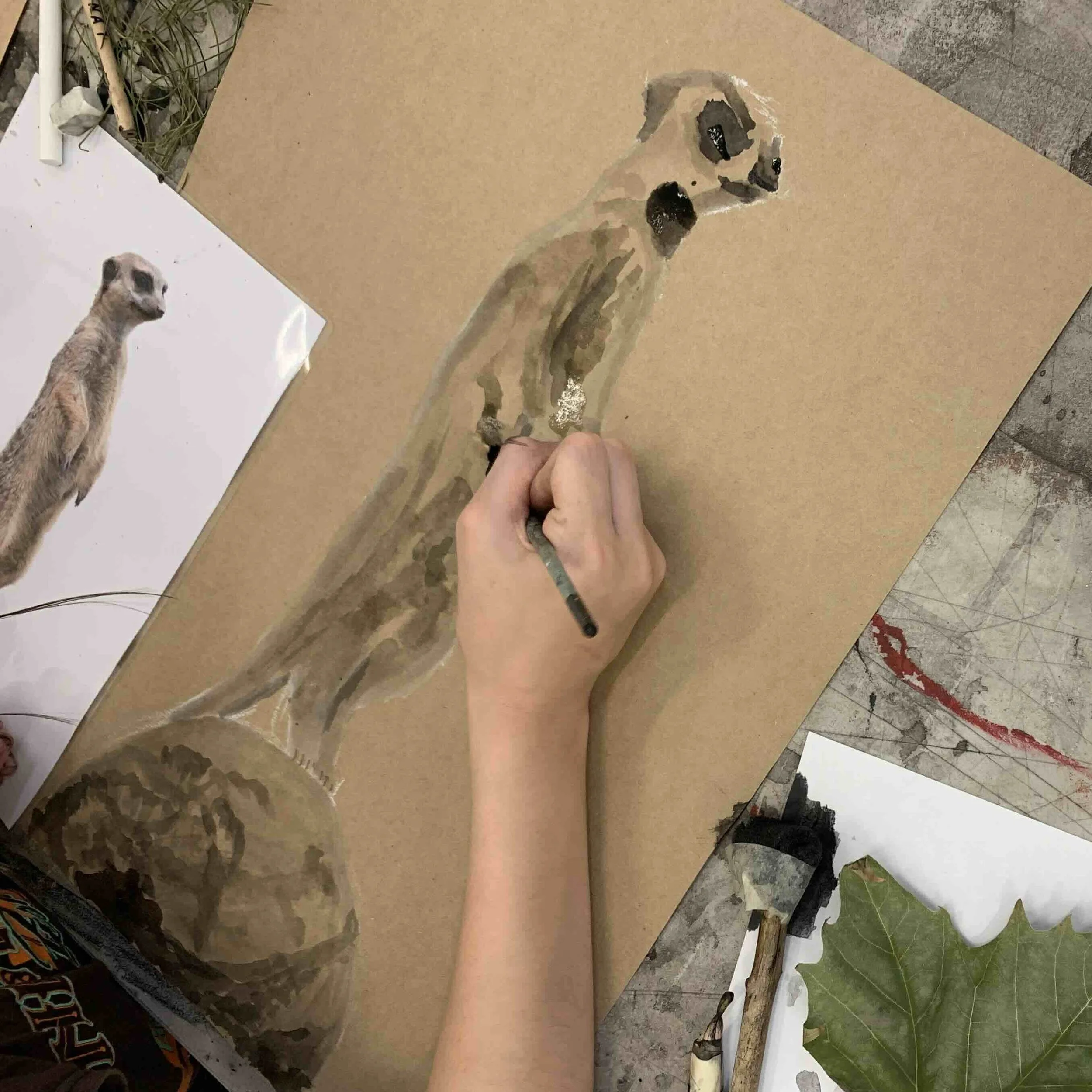 Meerkat.jpg