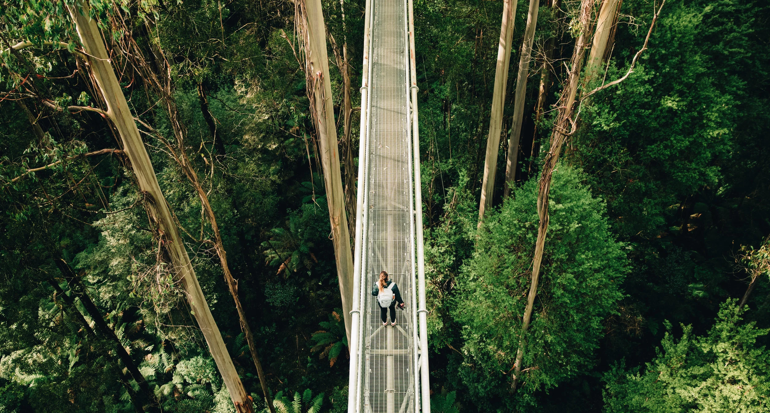lowin in the trees-12.jpg