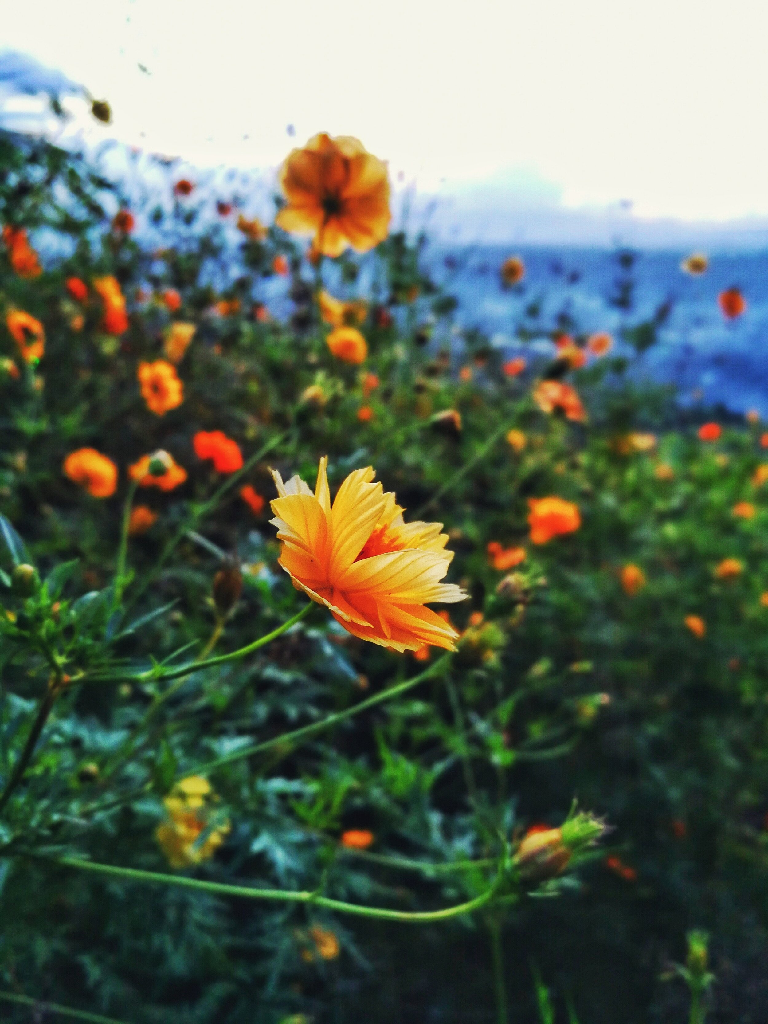 selective-focus-photography-of-orange-petaled-flowers-922125.jpg