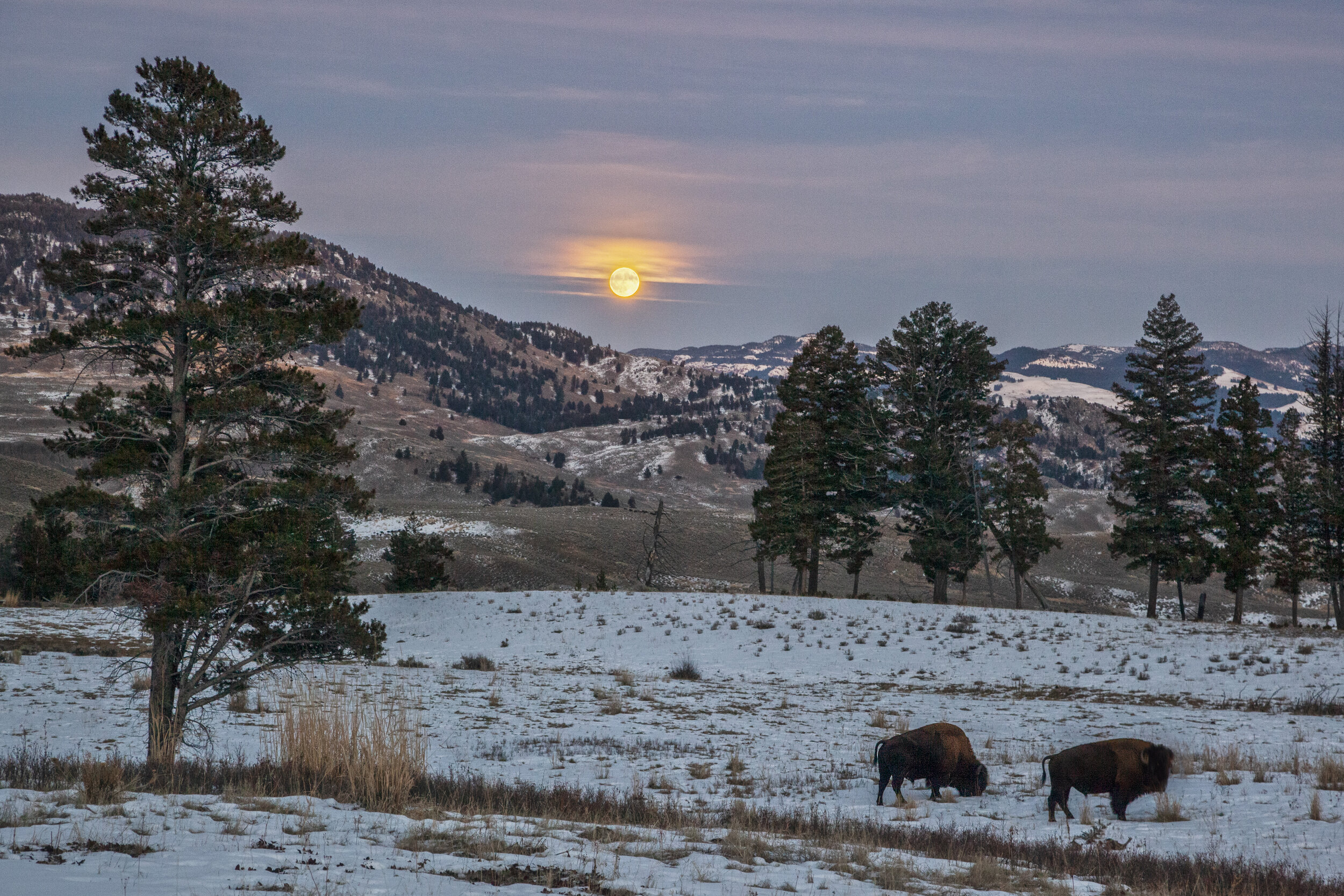 Bison_Feeding_MoonriseFinalPrint3.jpg