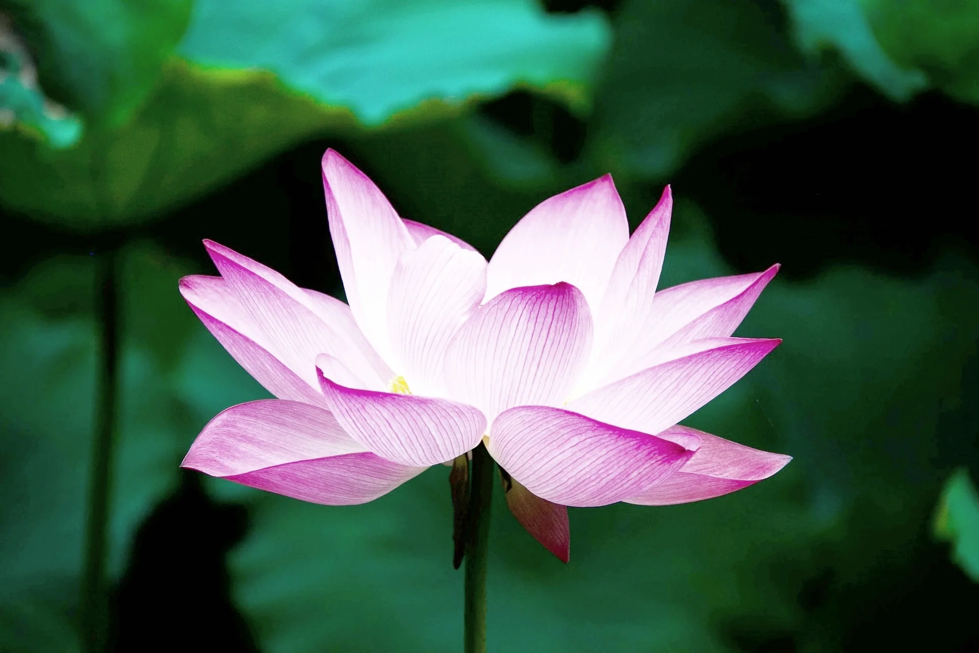 lotus-978659_1920.jpg
