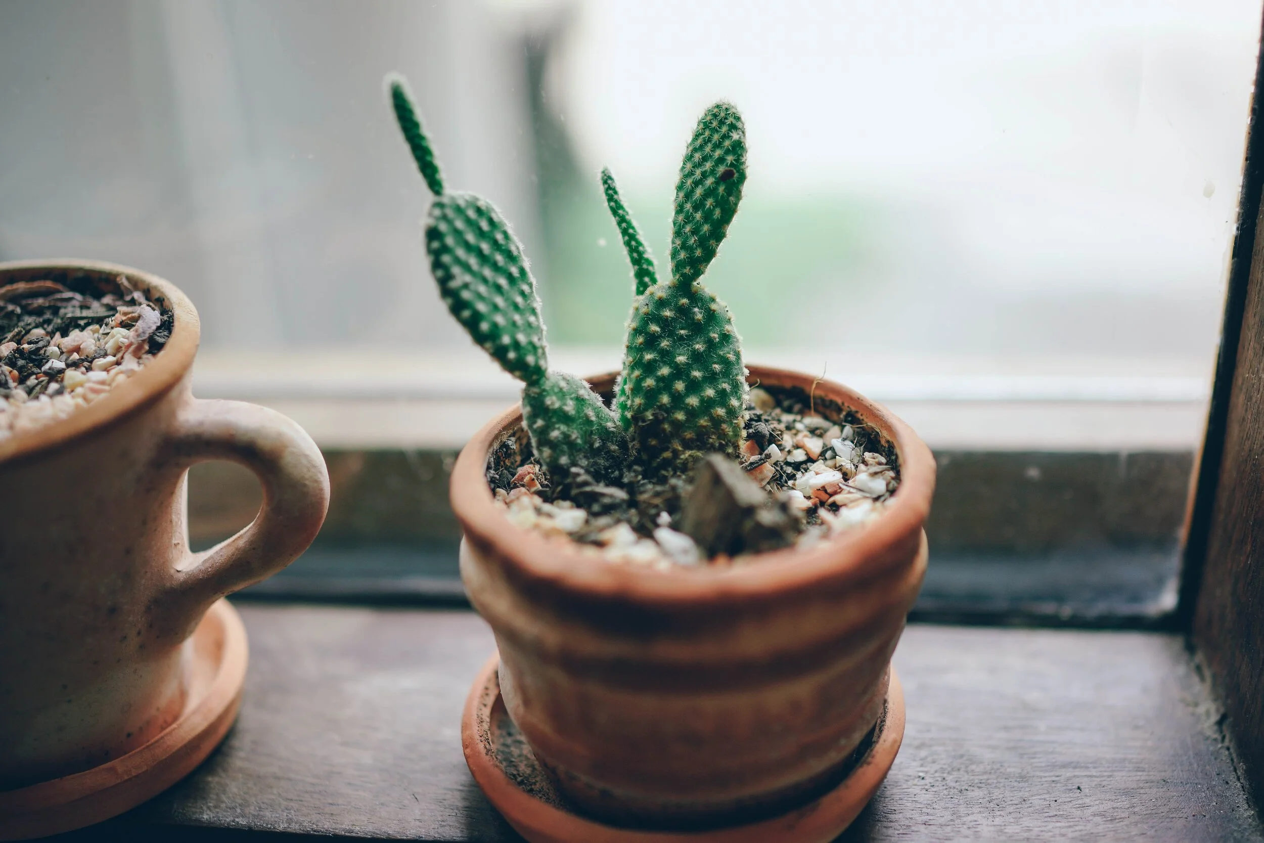 fancy-crave-158545-unsplash.jpg