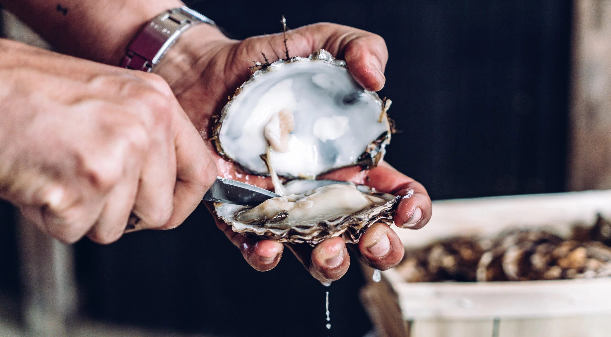 A Day with an Eighth Generation Oysterman