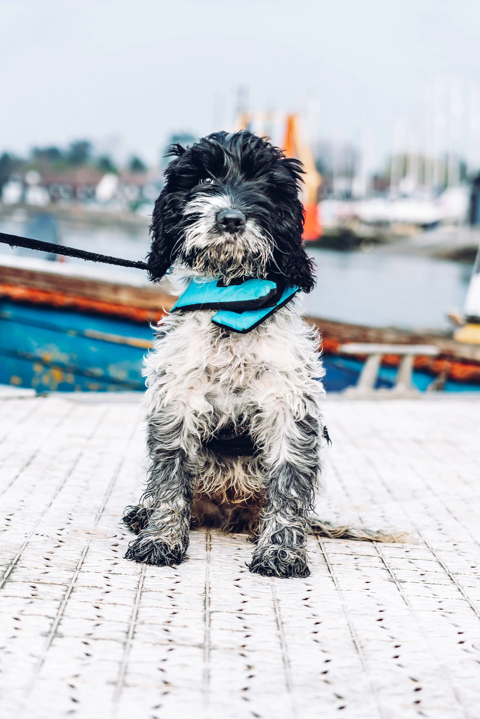 Gemma and Life Blog - Cockapoo Dog.jpg