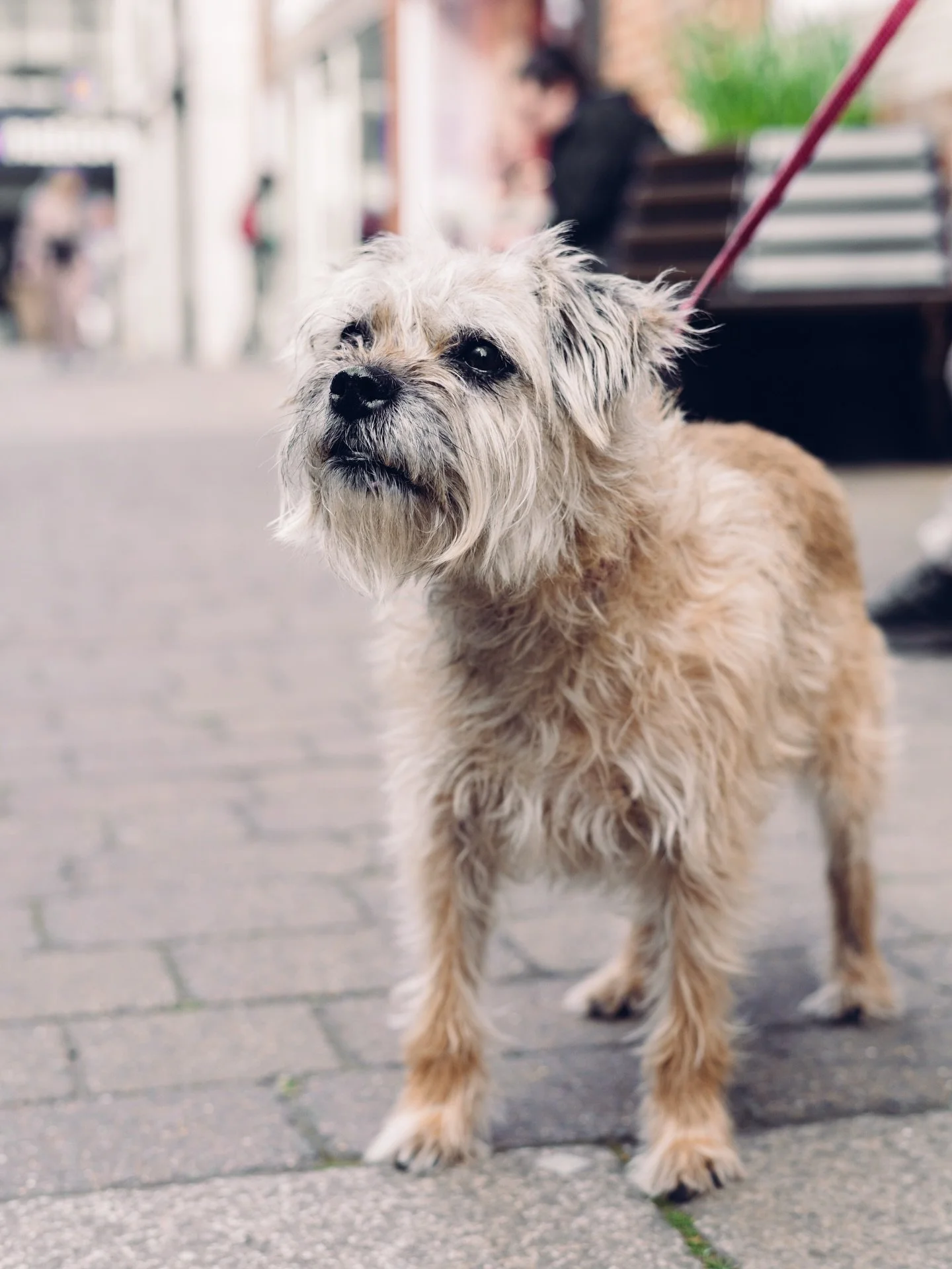 Meet Cookie, a 13 y/o Border Terrier. &ldquo;She&rsquo;s a bit of a conundrum wrapped in an enigma. She has her own ways, she doesn&rsquo;t like other dogs, loves treats.&rdquo; Thanks for the photo! 🐕