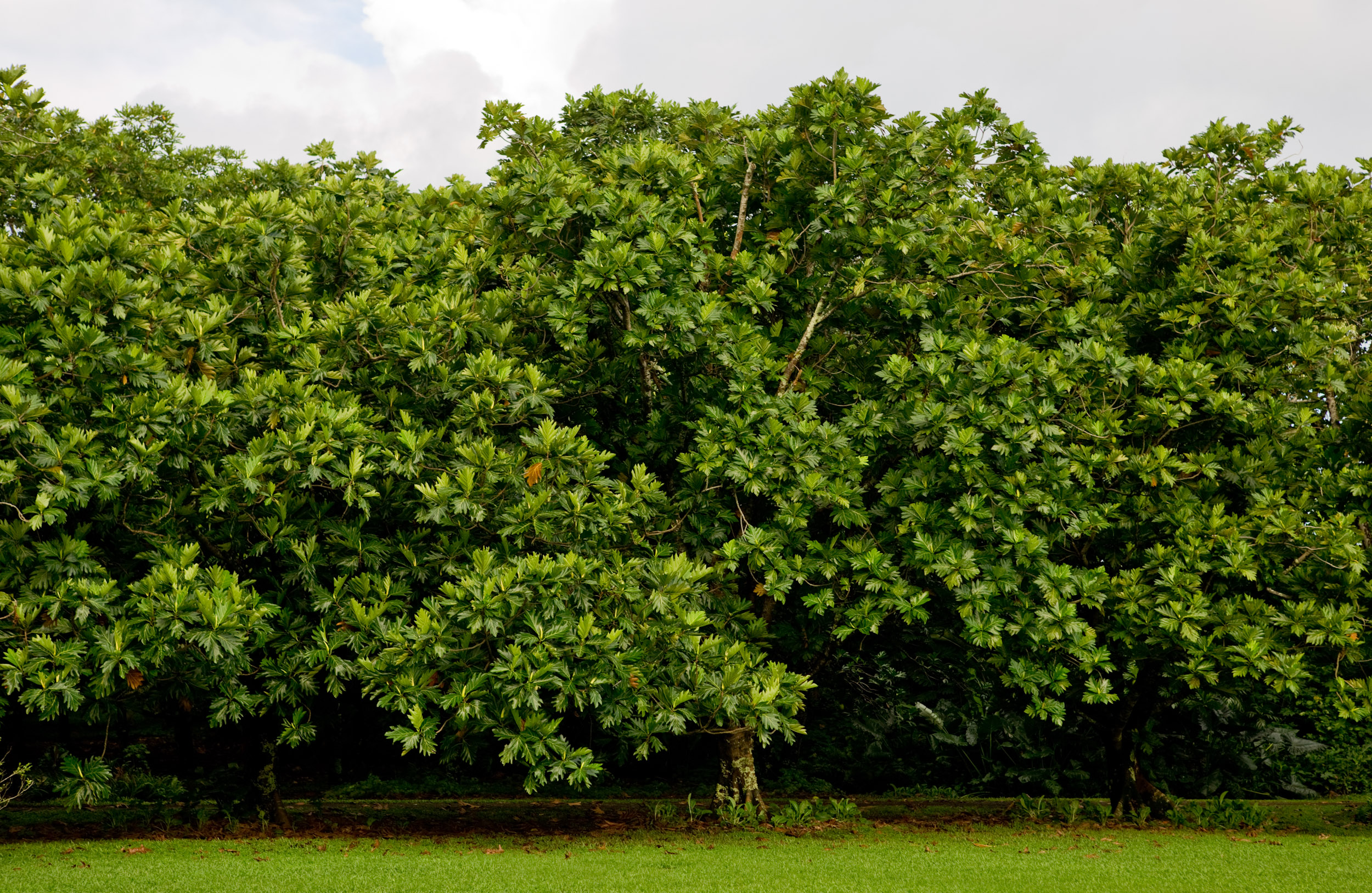 Maui-2015-JanVozenilek-1617.jpg