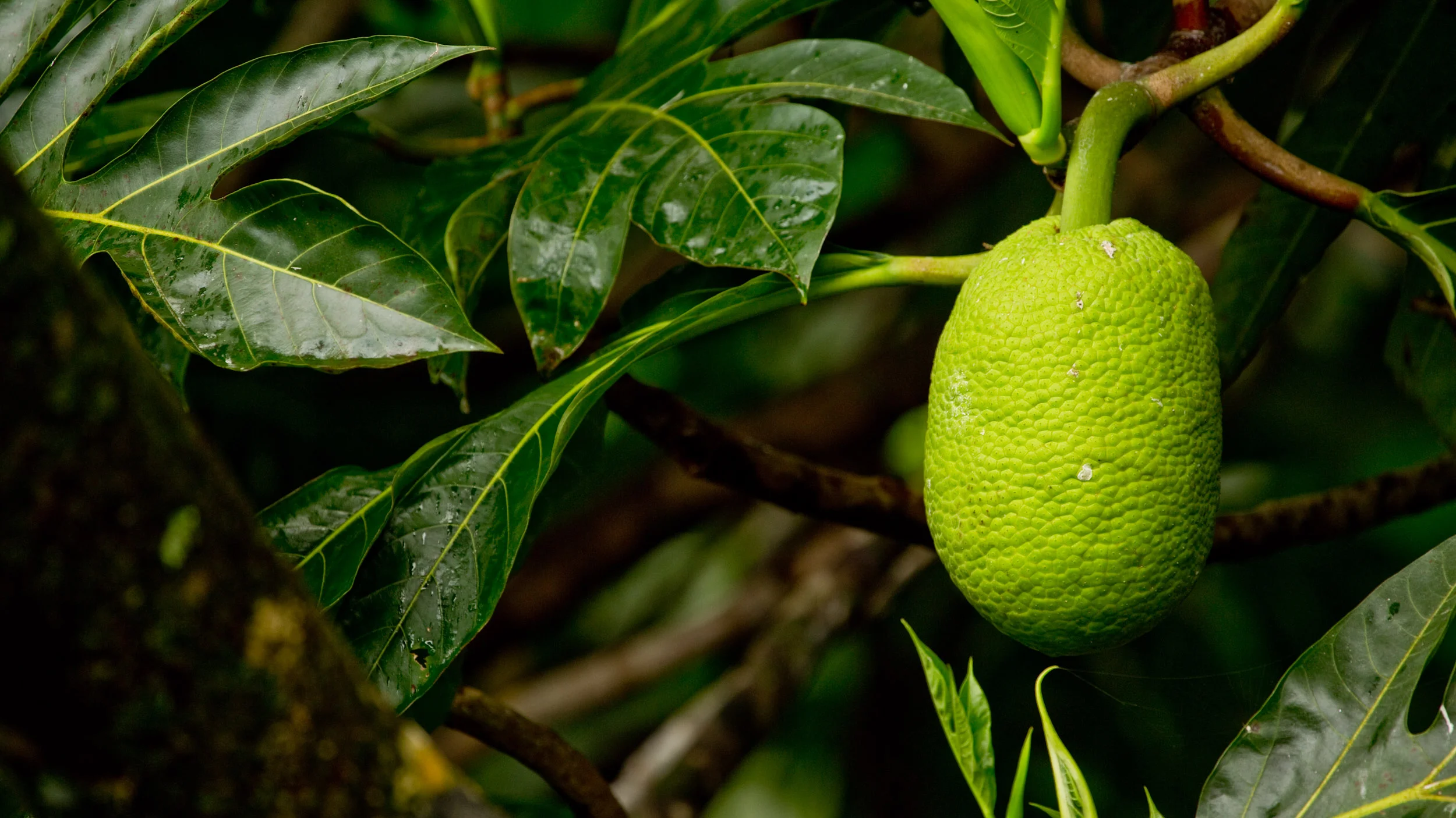 Maui-2015-JanVozenilek-1446.jpg