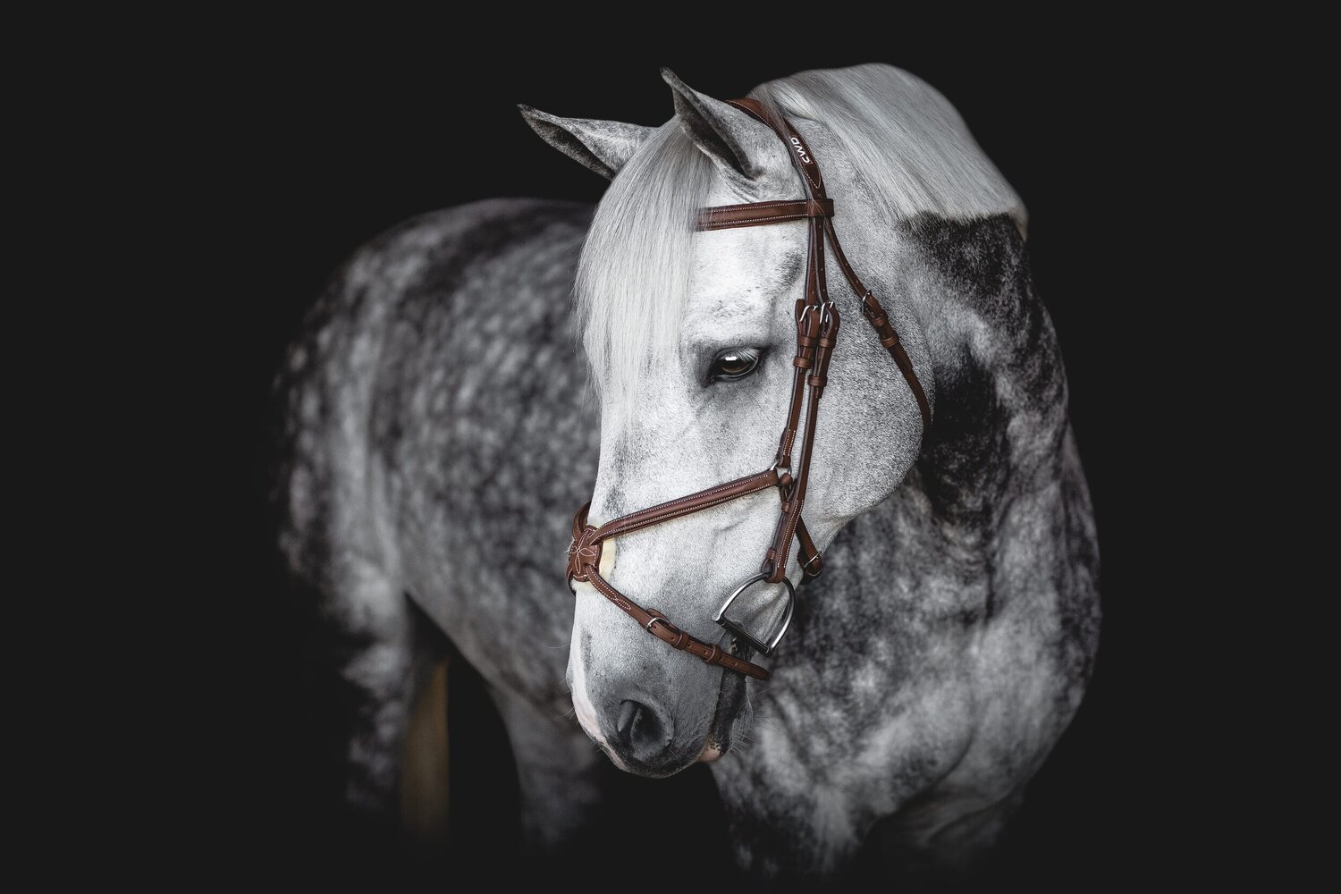Photo shoot questions answered: Bridle or Halter? — Sara Shier Photography
