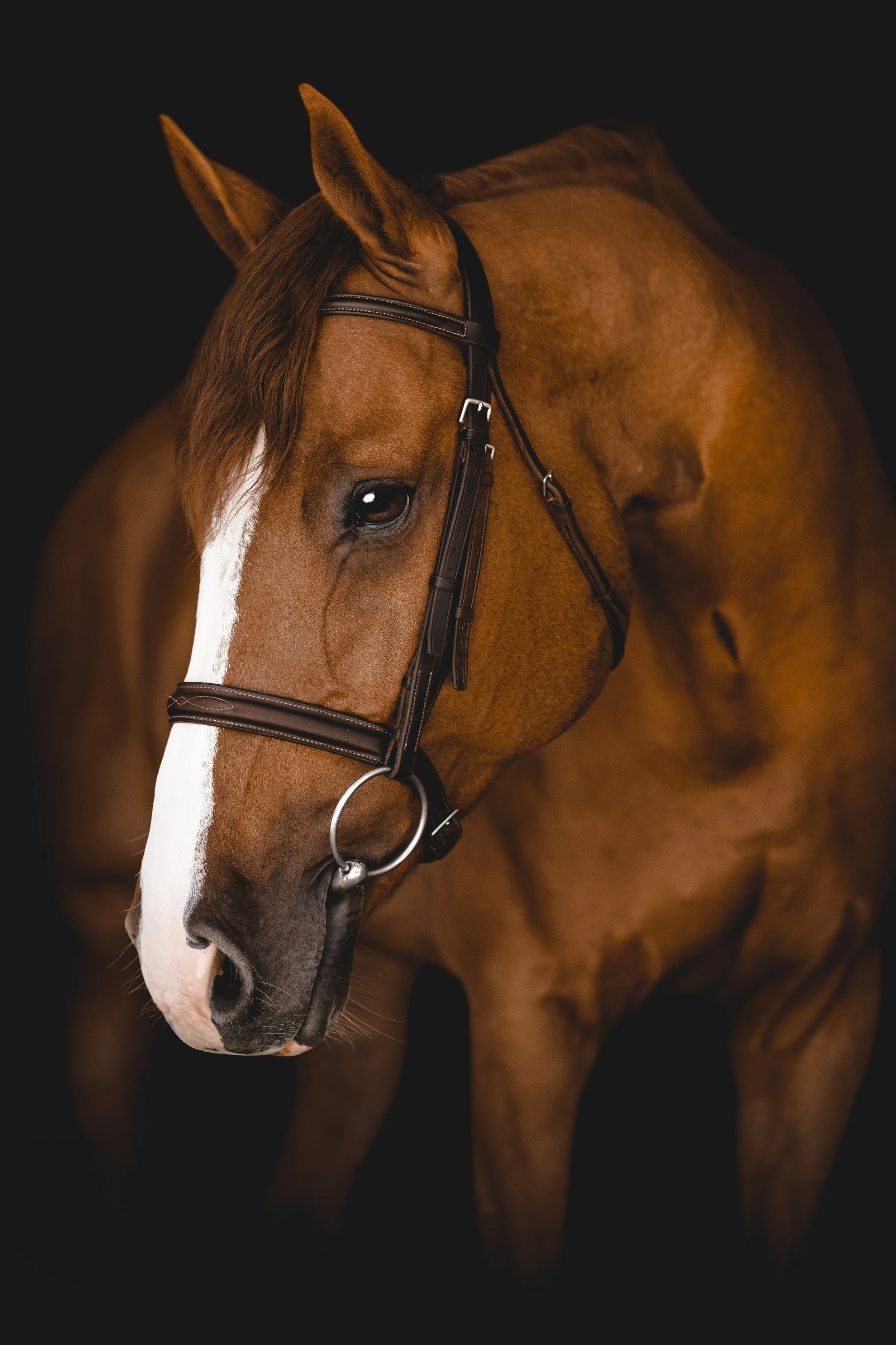Equine Portraiture Sara Shier Photography