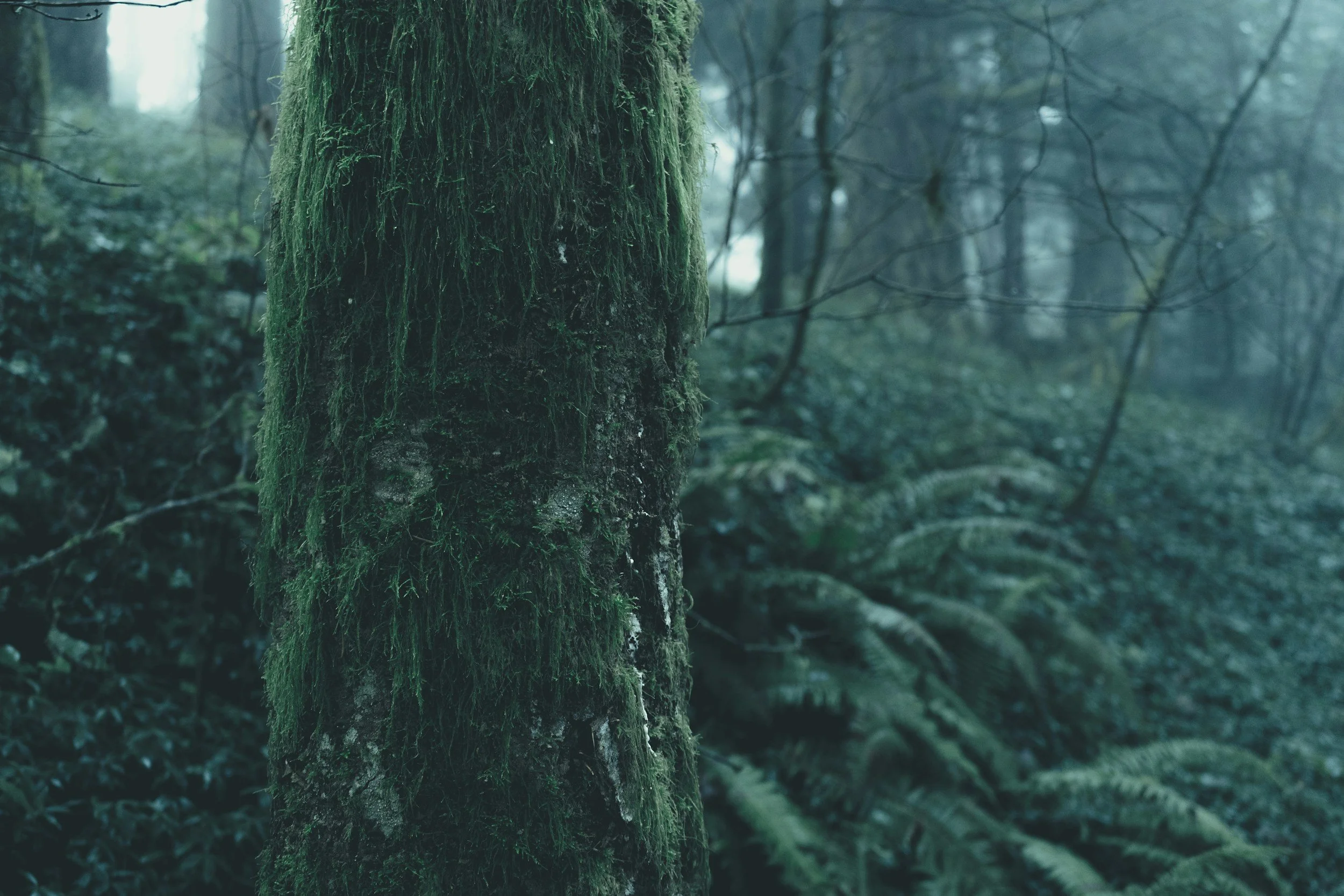 The Gray Season: Tending Your Nervous System Through Oregon's Dark, Rainy Months