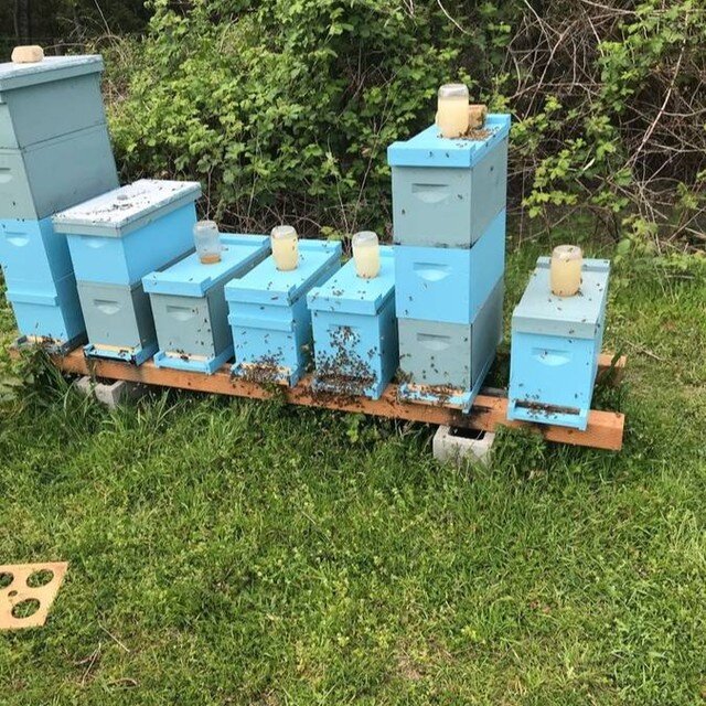 BEES!
Spring farm prep step 2 complete! Two nucs (hive nucleus with a queen and about 10-15,000 bees) ordered.

I should be able to pick them up in a couple of weeks and I'll be back in the bee business! Just gotta keep 'em happy and healthy this yea