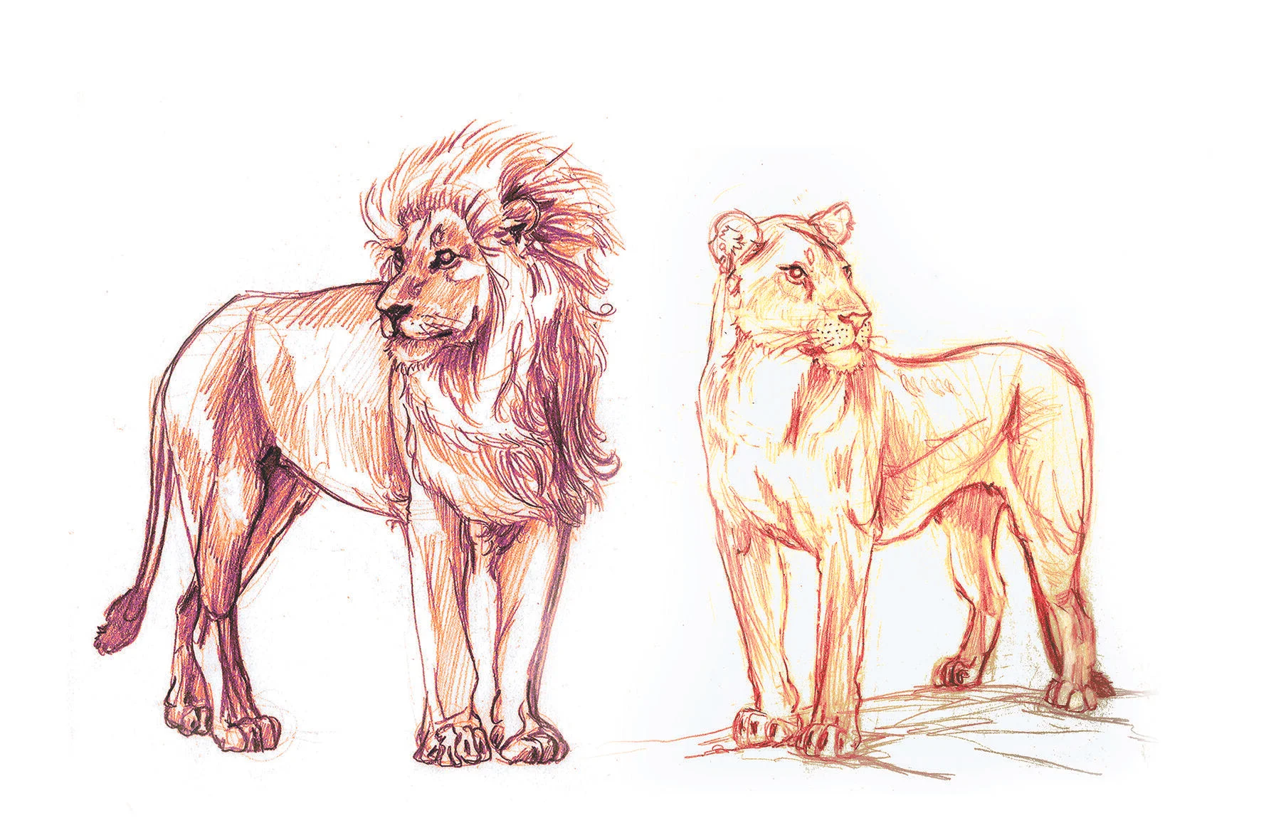 03 Anahita Lion Print Corinne Hansen.jpg