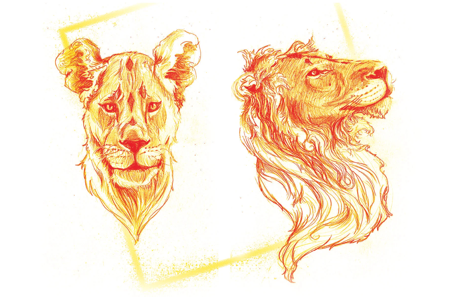 04 Lanis Lion Print Corinne Hansen.jpg