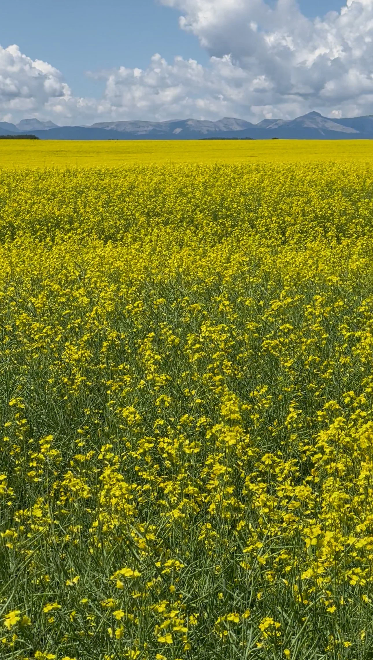 Yellow canola field in Alberta with the Canadian Rockies mountains in the background on a summer day