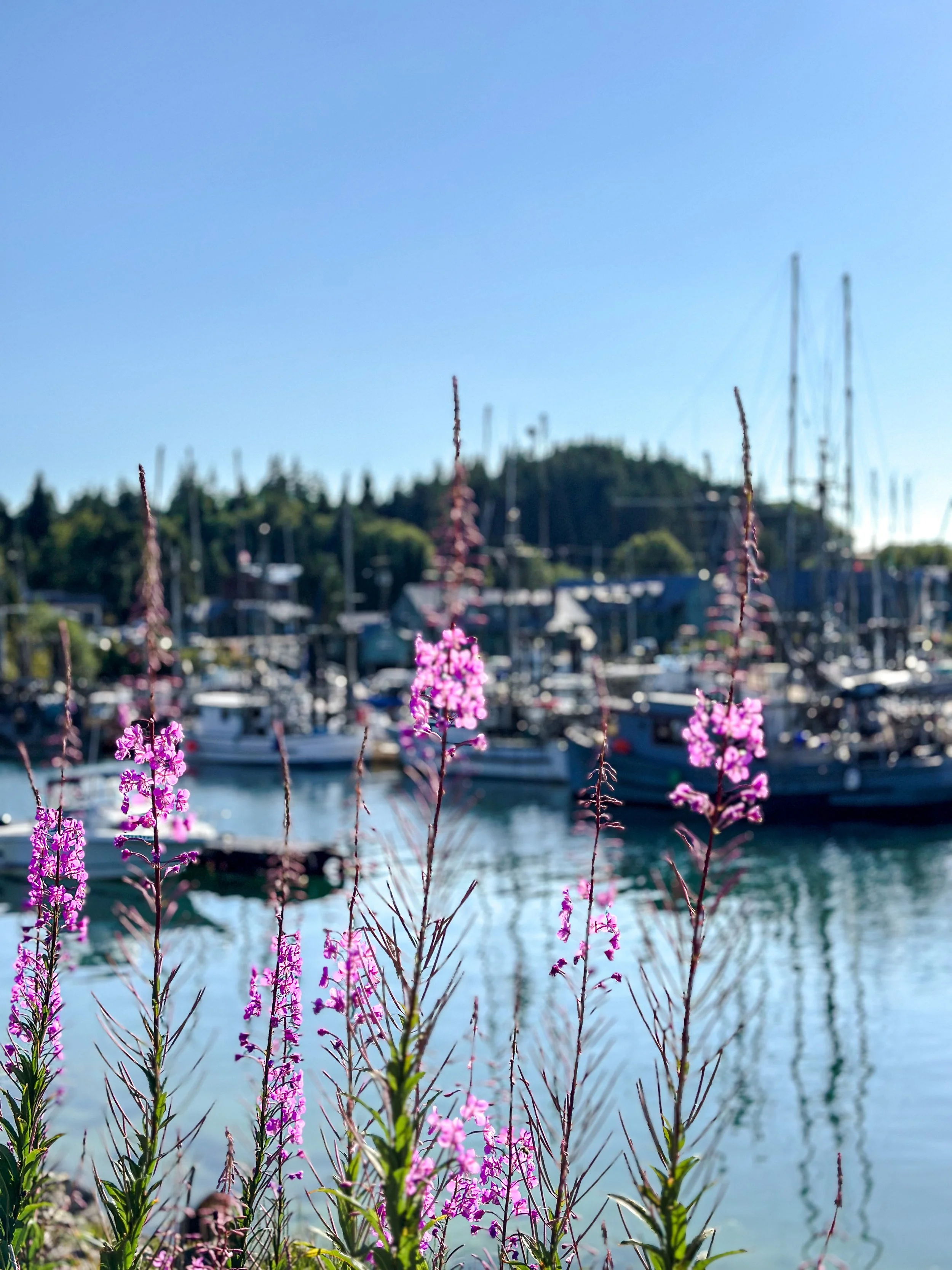 Fireweed growing on the side of Eucluelet Harbour on a bright summer day