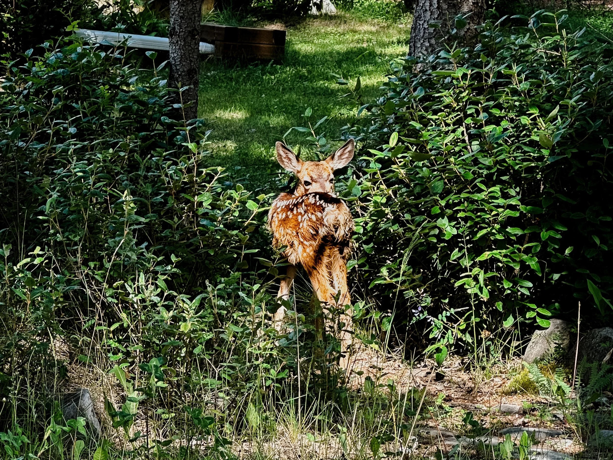 Friendly new fawn being coy in my forested yard