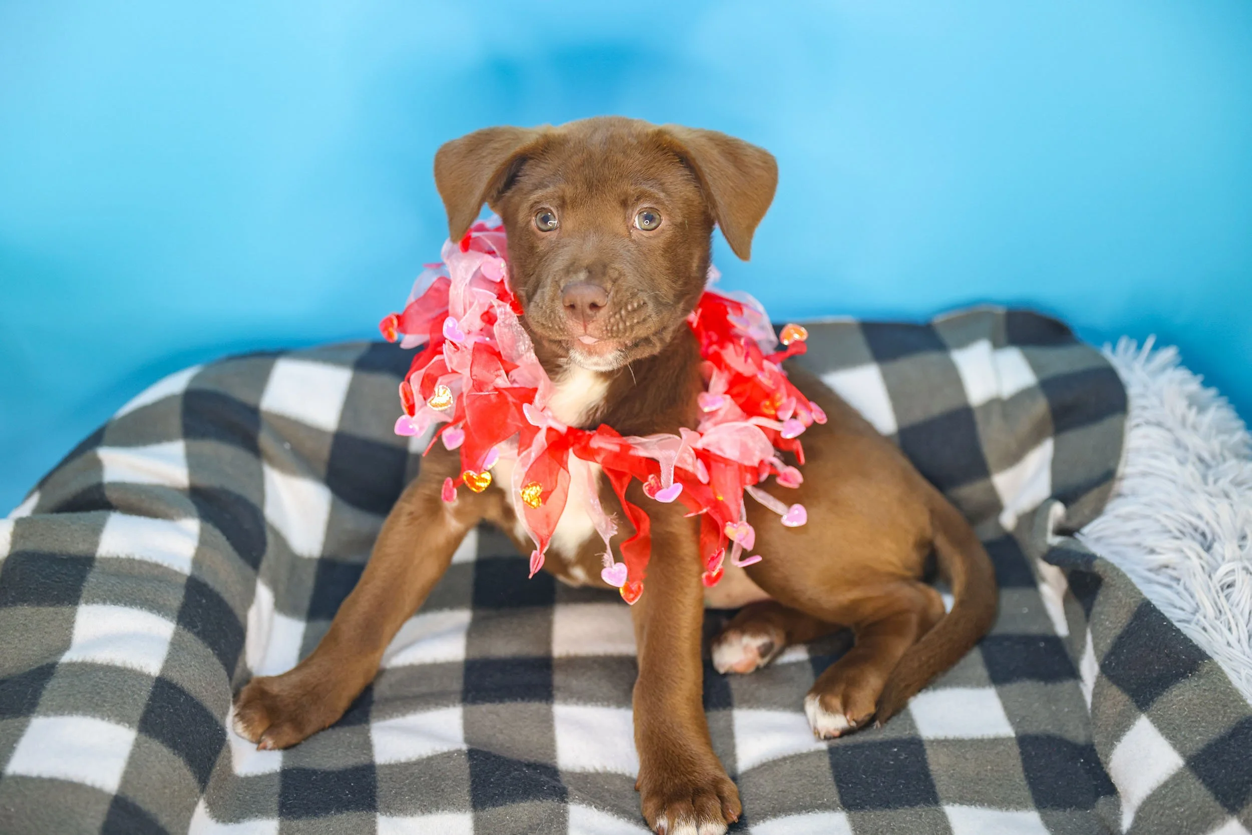 Sponsor an Animal Intake