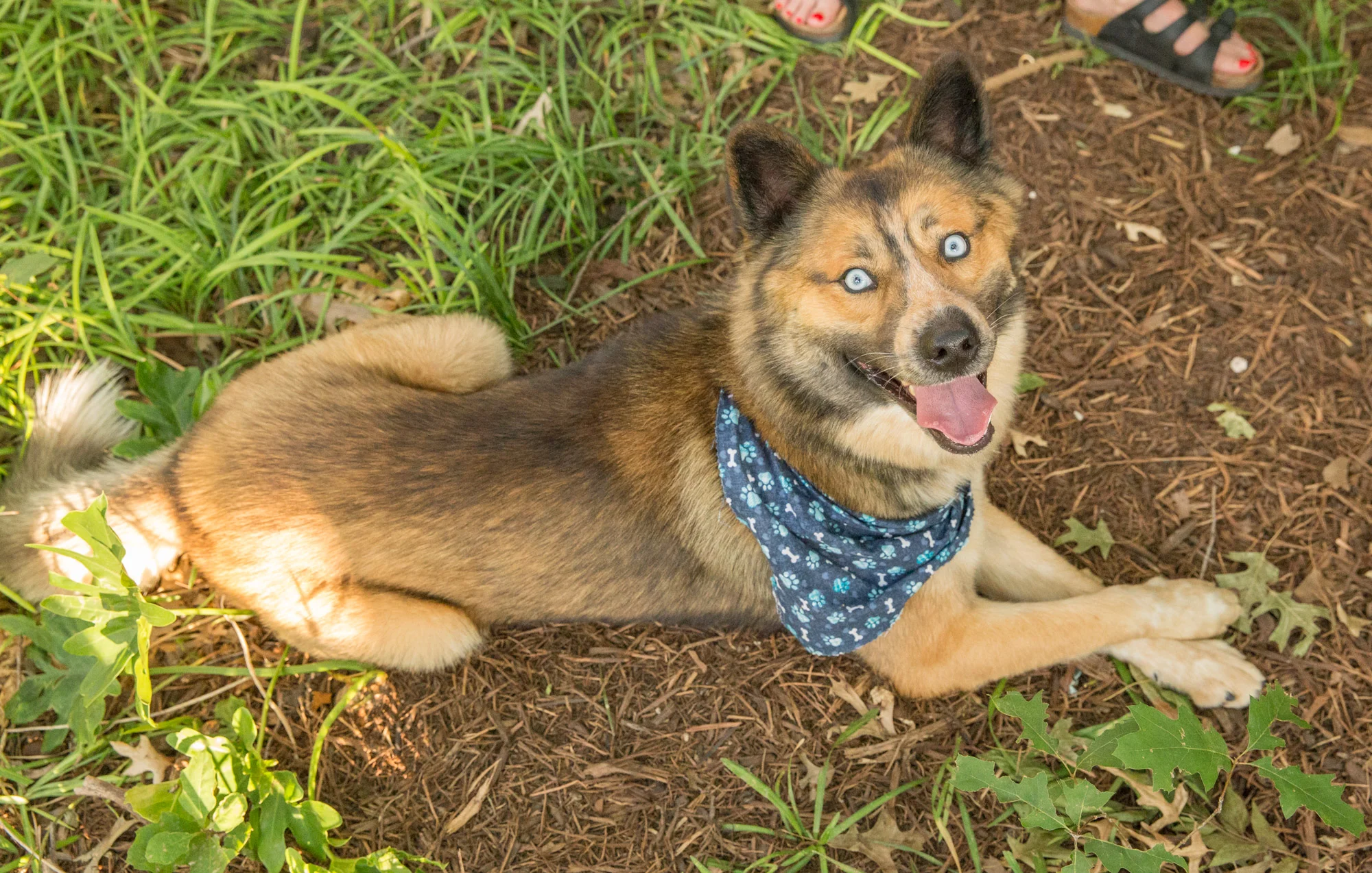 Japanese Tea Garden Dog