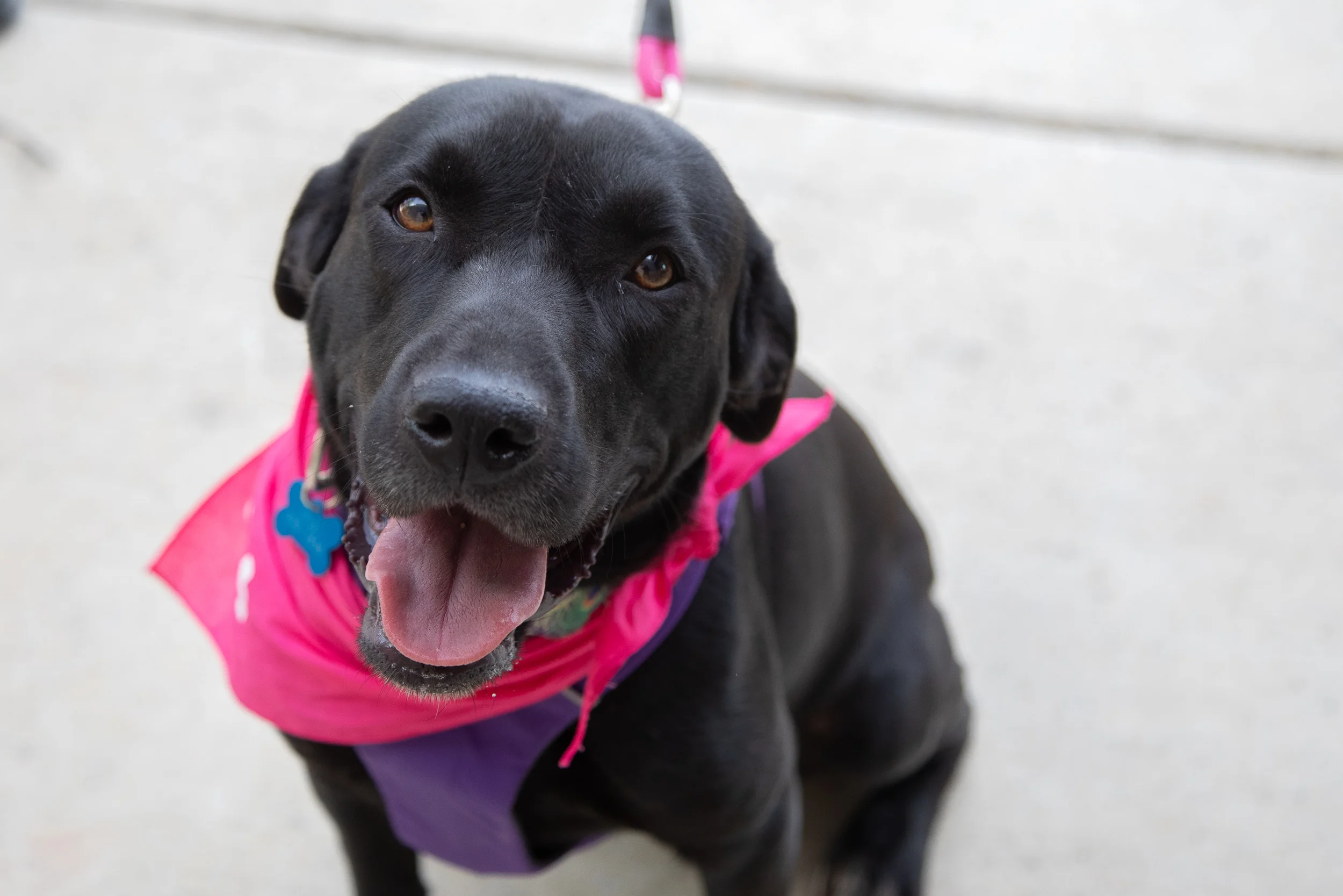 Piper - Adopted