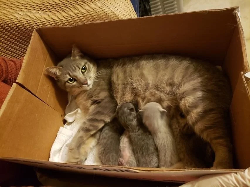 Mama Cat (click pic to vote)