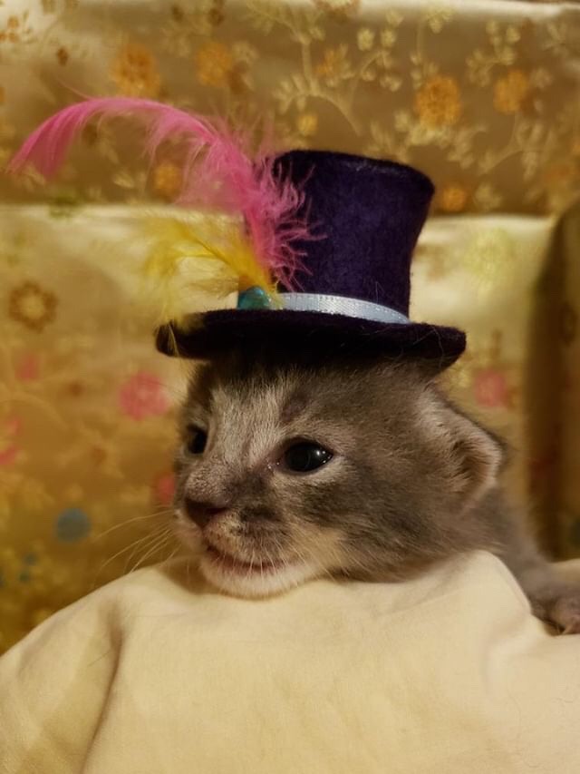 Female Kitten #1 (click pic to vote)