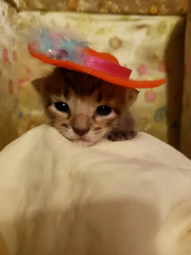 Female Kitten #2 (click pic to vote)