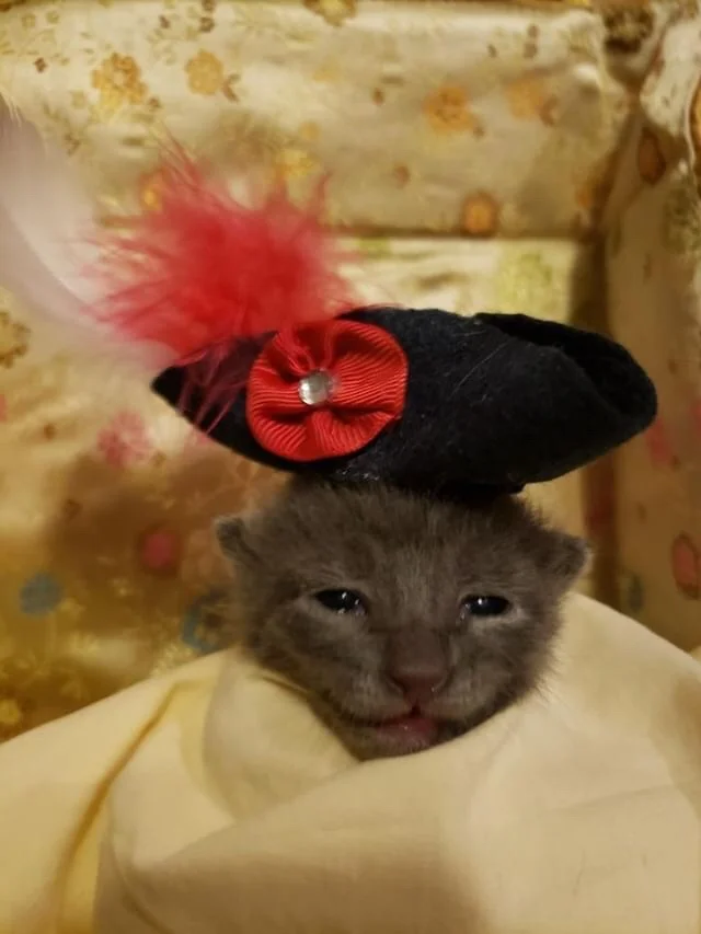 Male Kitten #3 (click pic to vote)