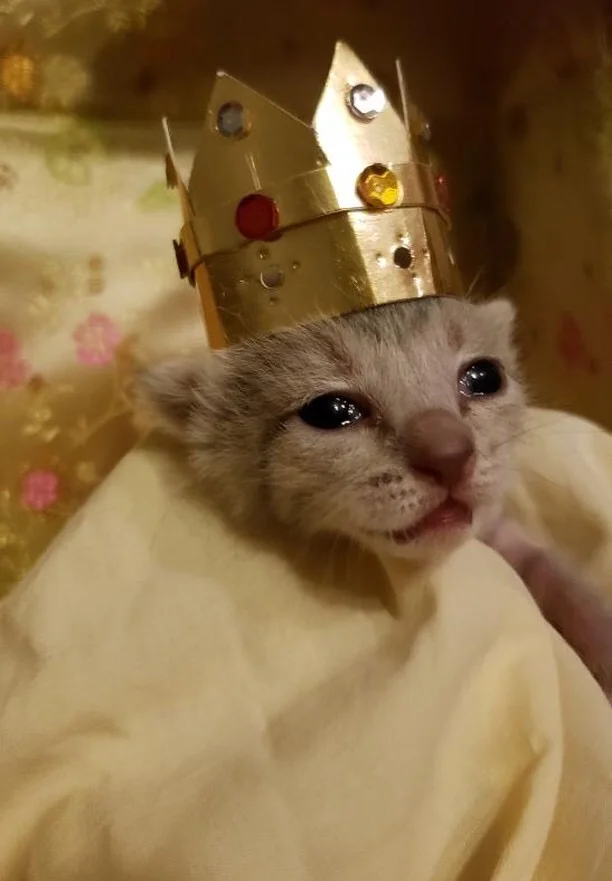 Female Kitten #5 (click pic to vote)