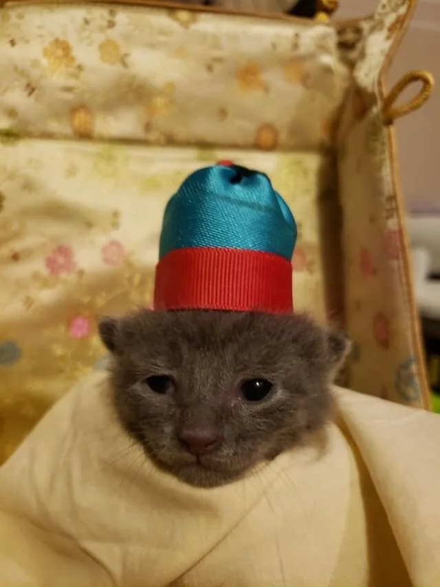 Male Kitten #4 (click pic to vote)