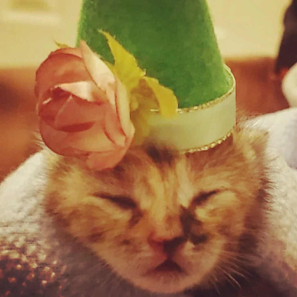 New Female Kitten #6 (click pic to vote)