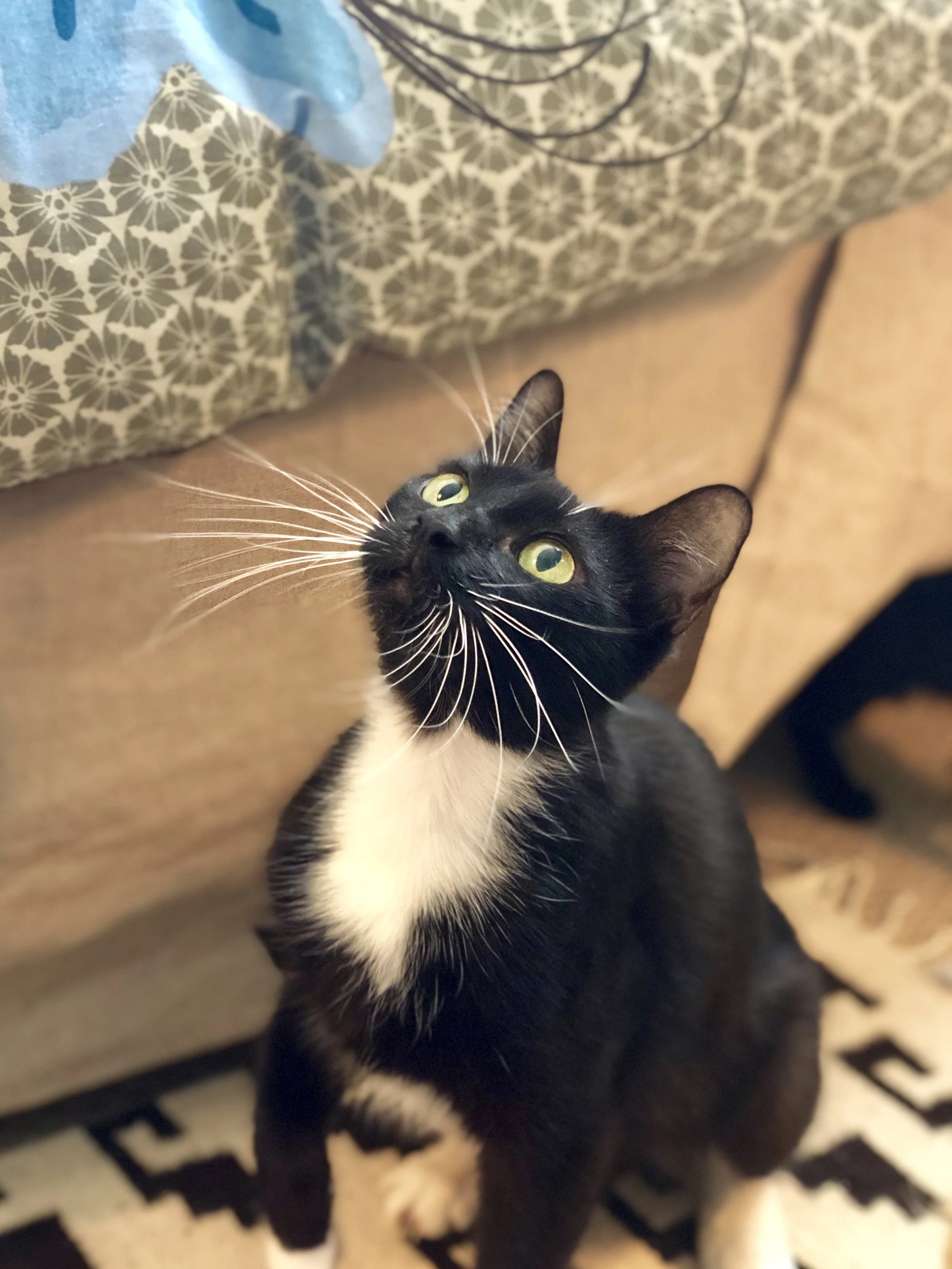 Willow - Adopted