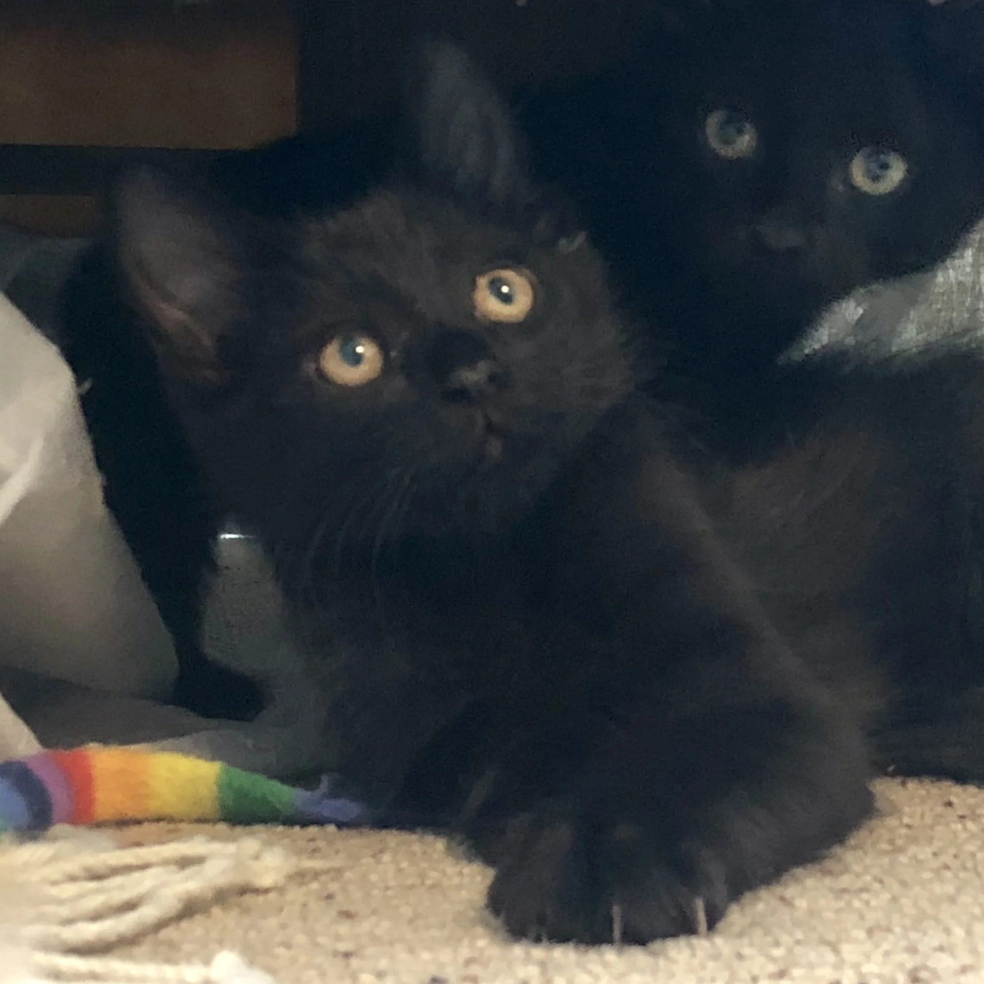 Spruce - Adopted
