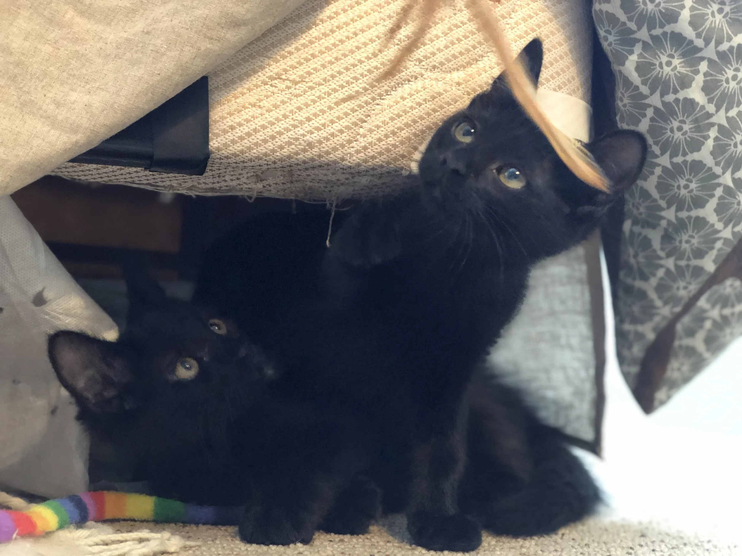 Sassafras - Adopted
