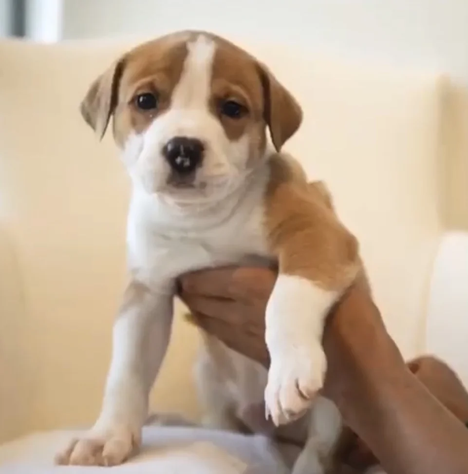Henry - Adopted