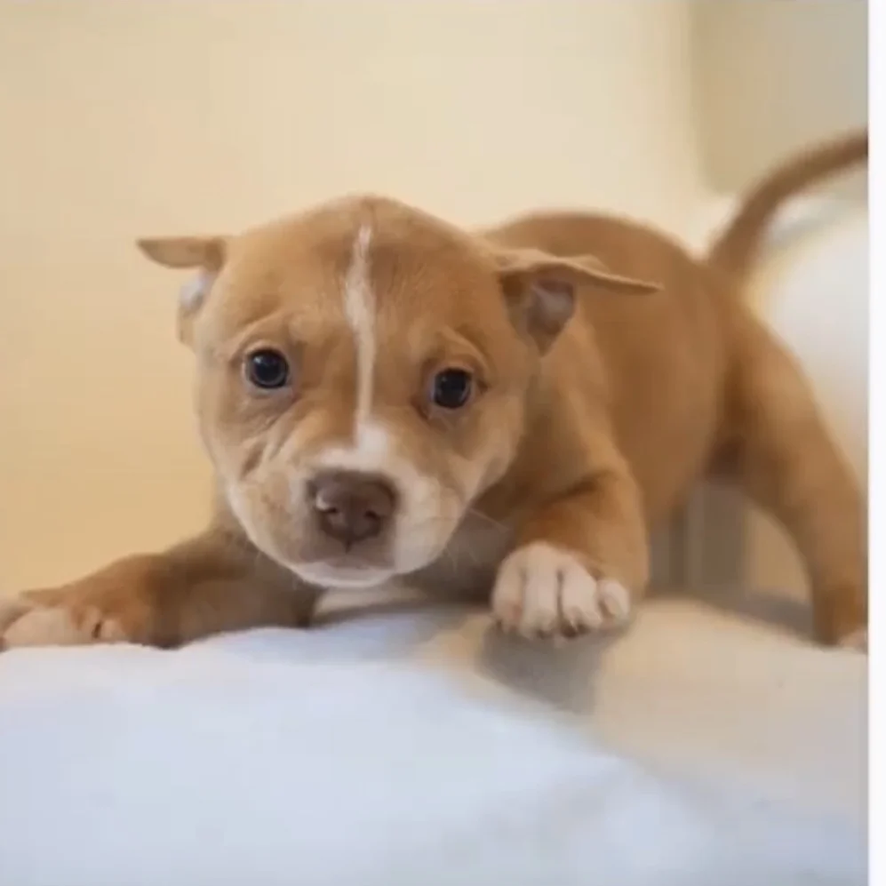 Chickie - Adopted
