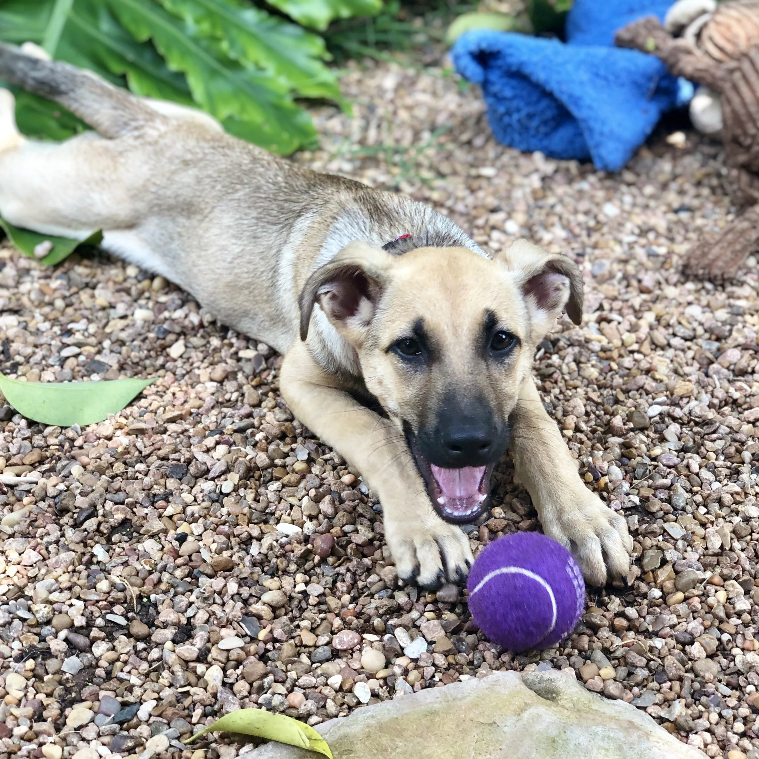 Lady Lake - Adopted