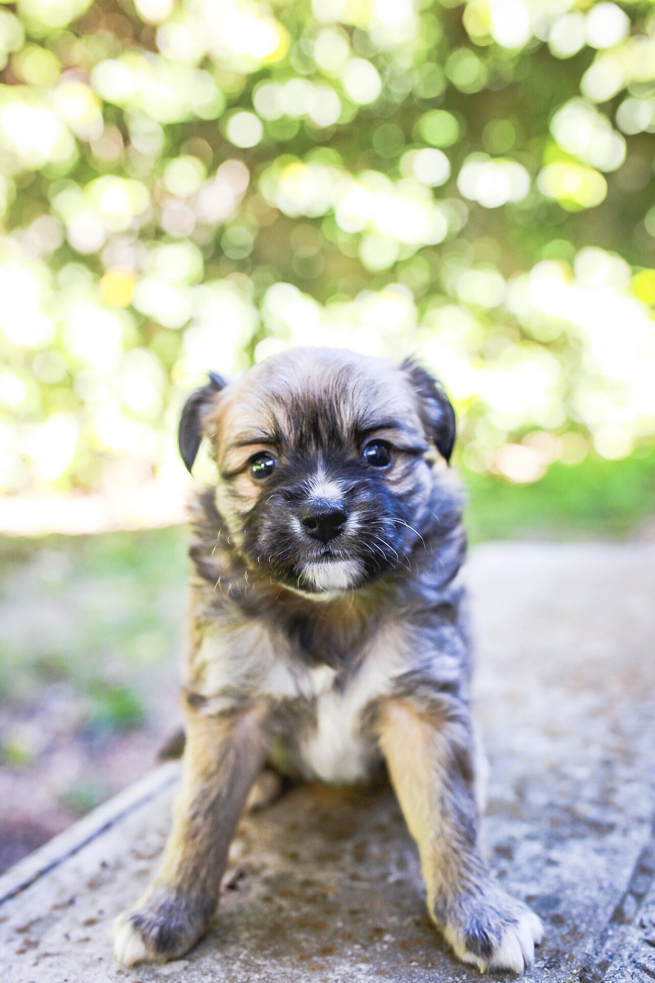 Tinsel - Adopted