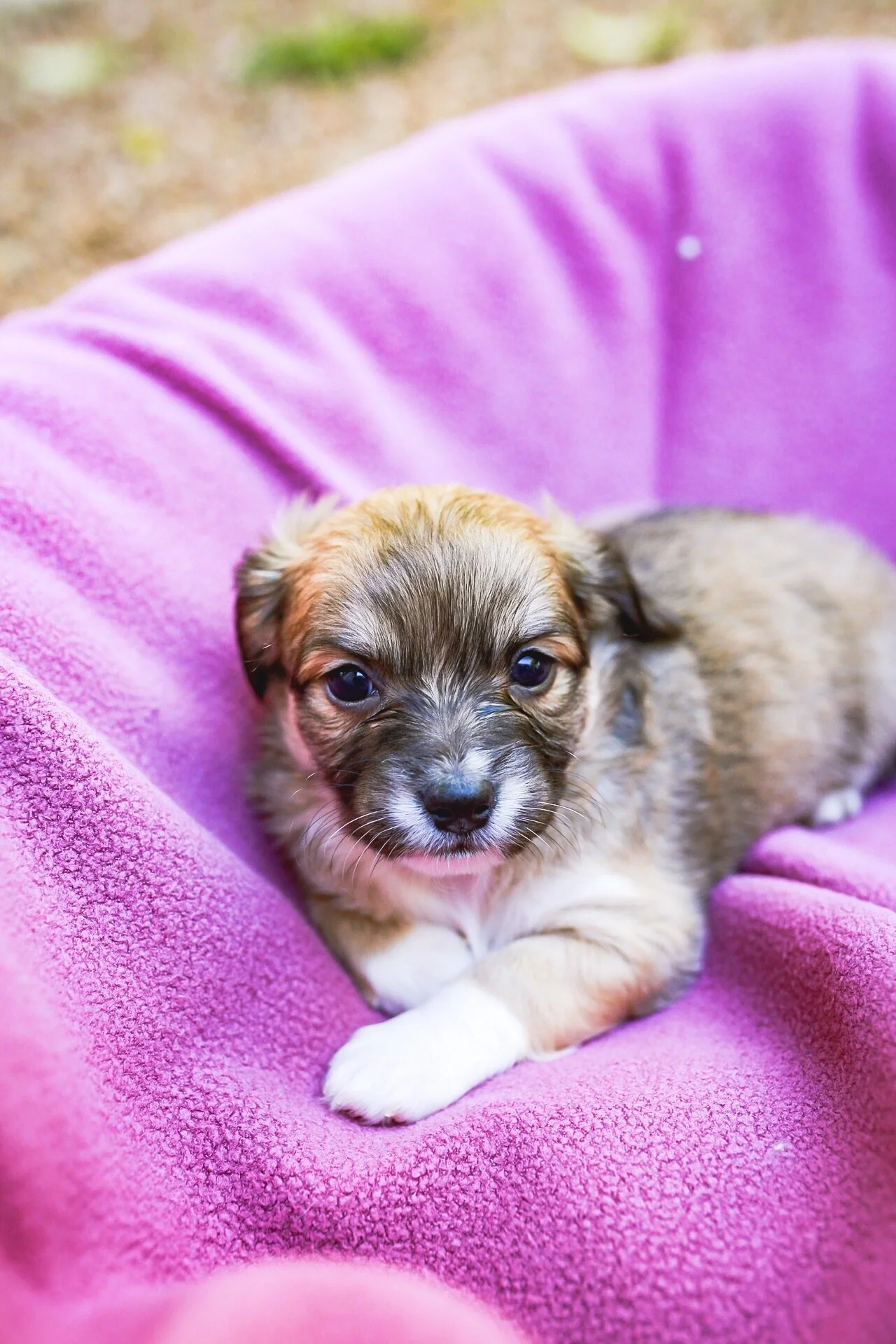 Bows - Adopted